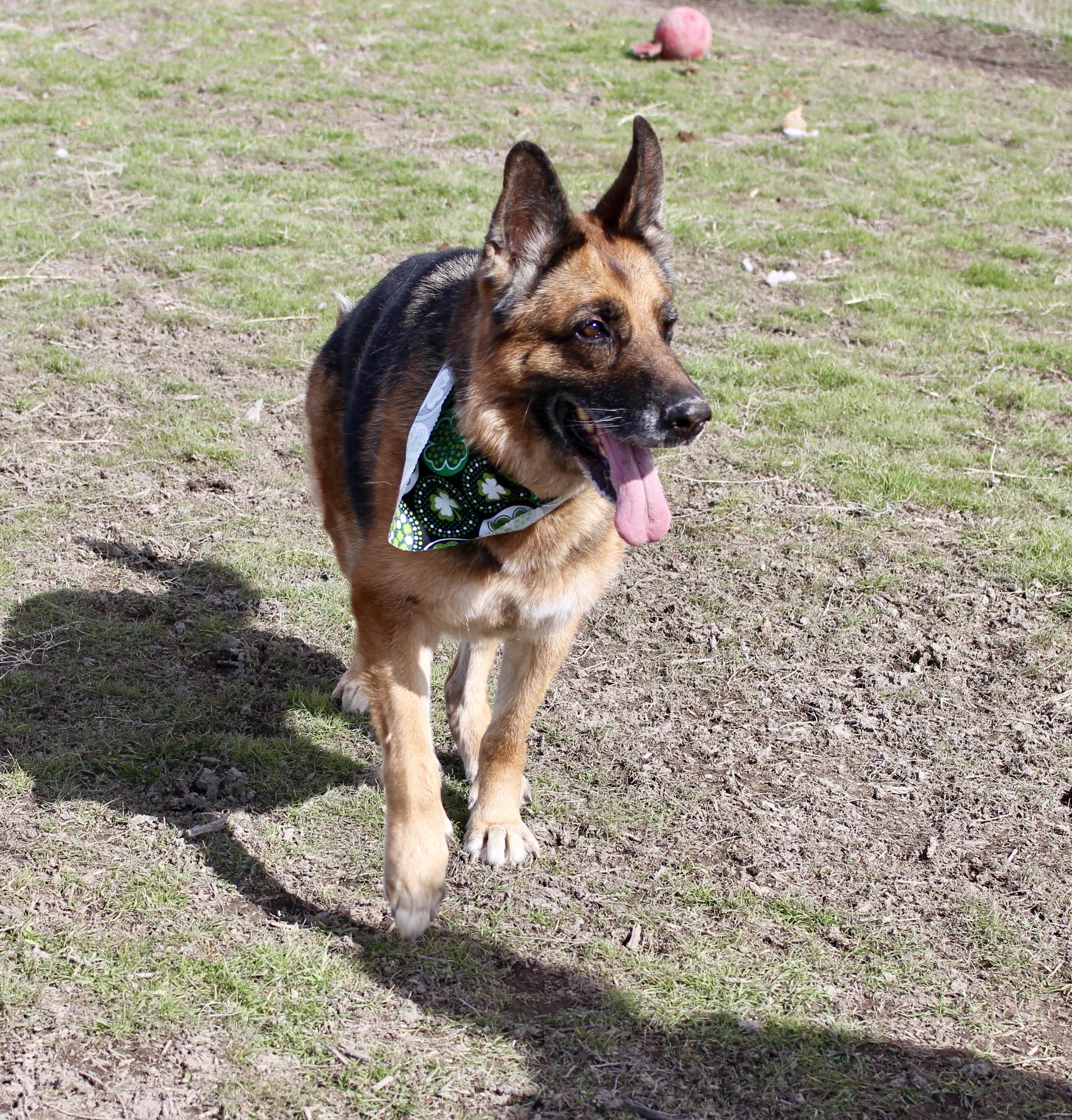 Enlarge Darla, a Adoptable German Shepherd Dog in Grantsville, UT image 3/6