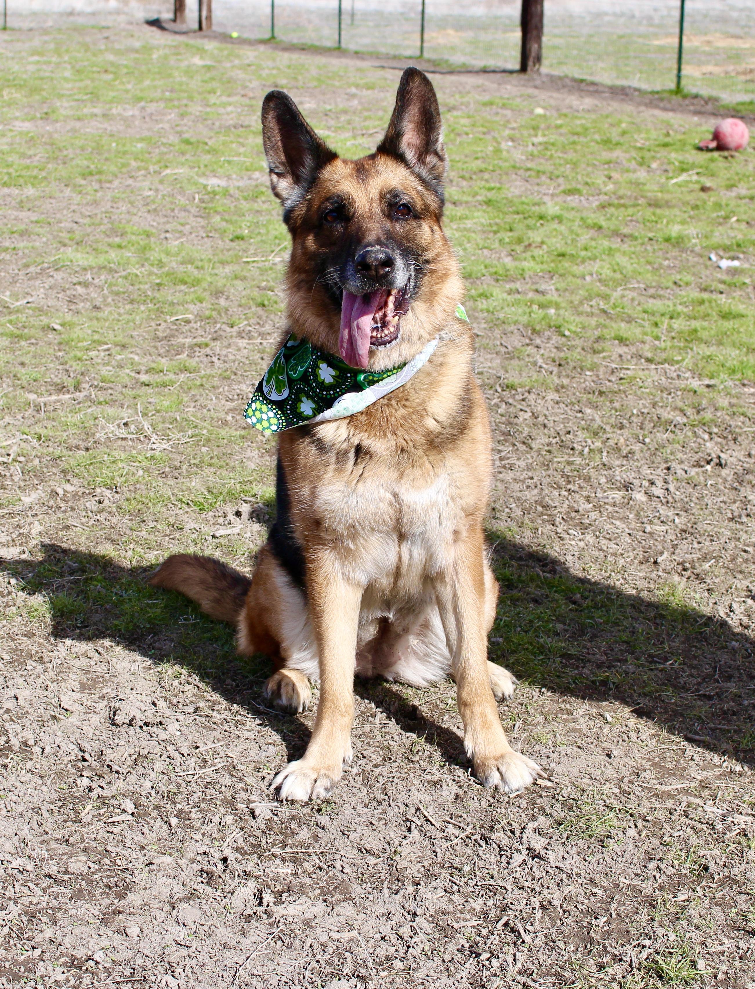Enlarge Darla, a Adoptable German Shepherd Dog in Grantsville, UT image 4/6