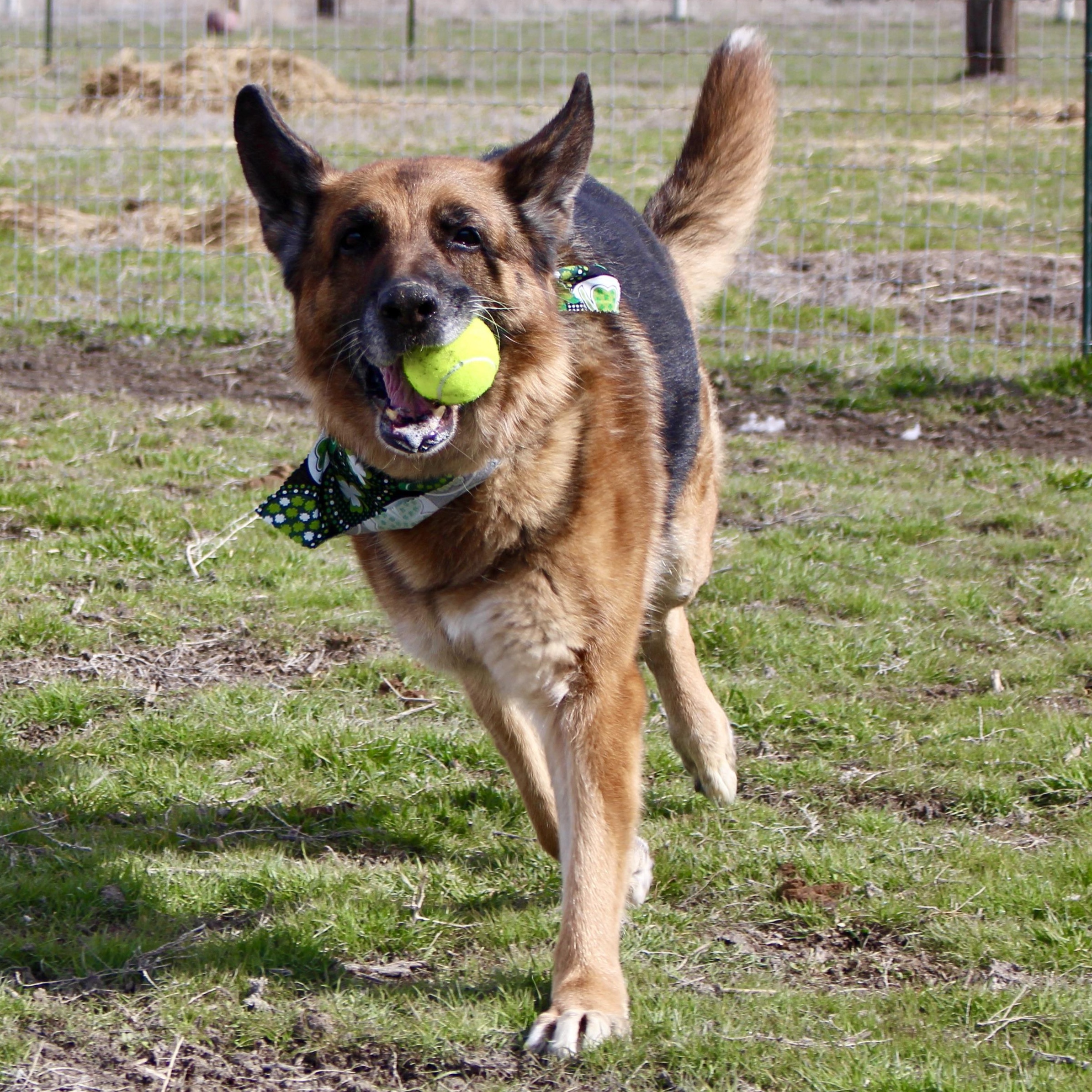 Darla, a Adoptable German Shepherd Dog in Grantsville, UT image 1/6