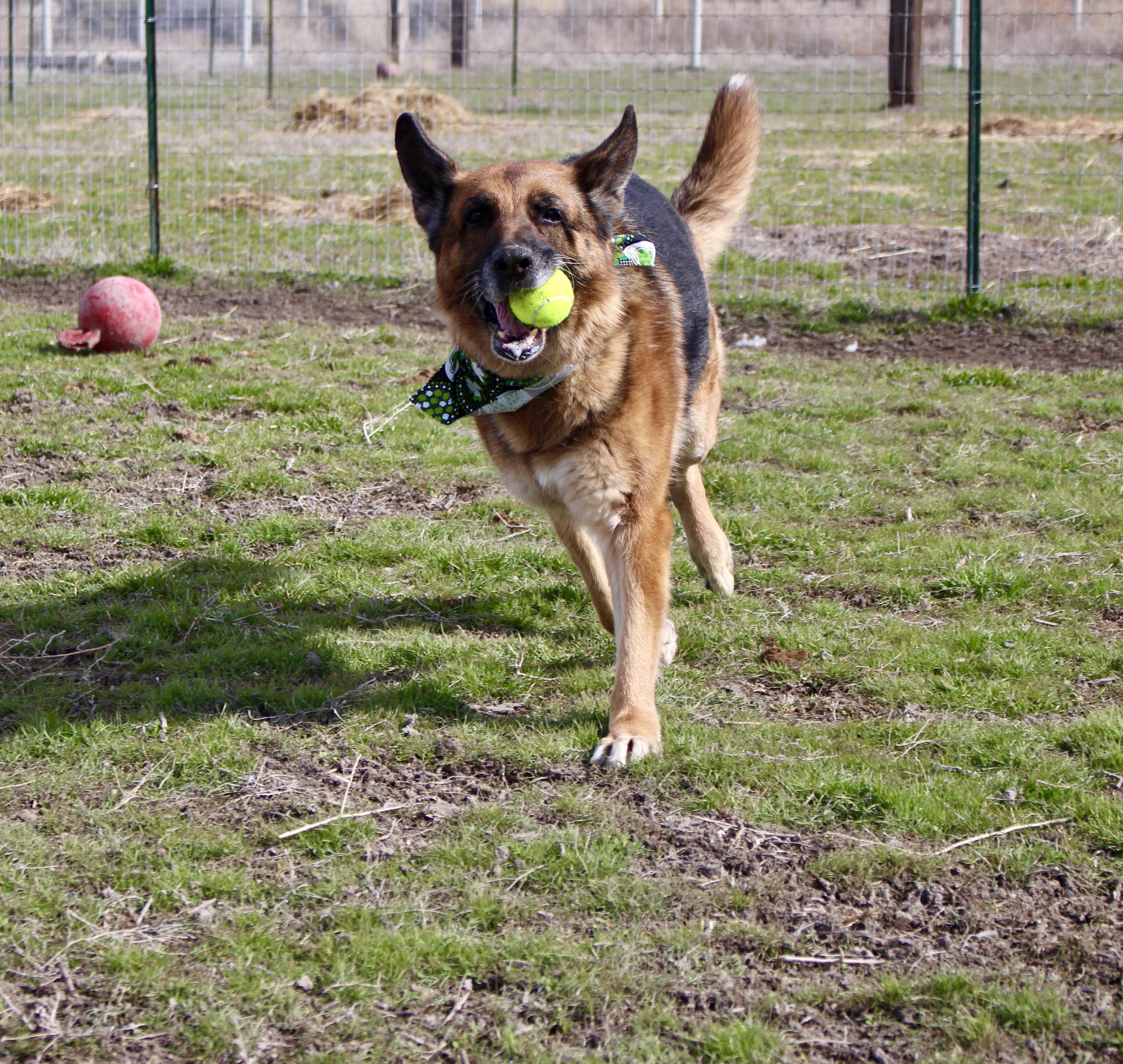 Enlarge Darla, a Adoptable German Shepherd Dog in Grantsville, UT image 5/6
