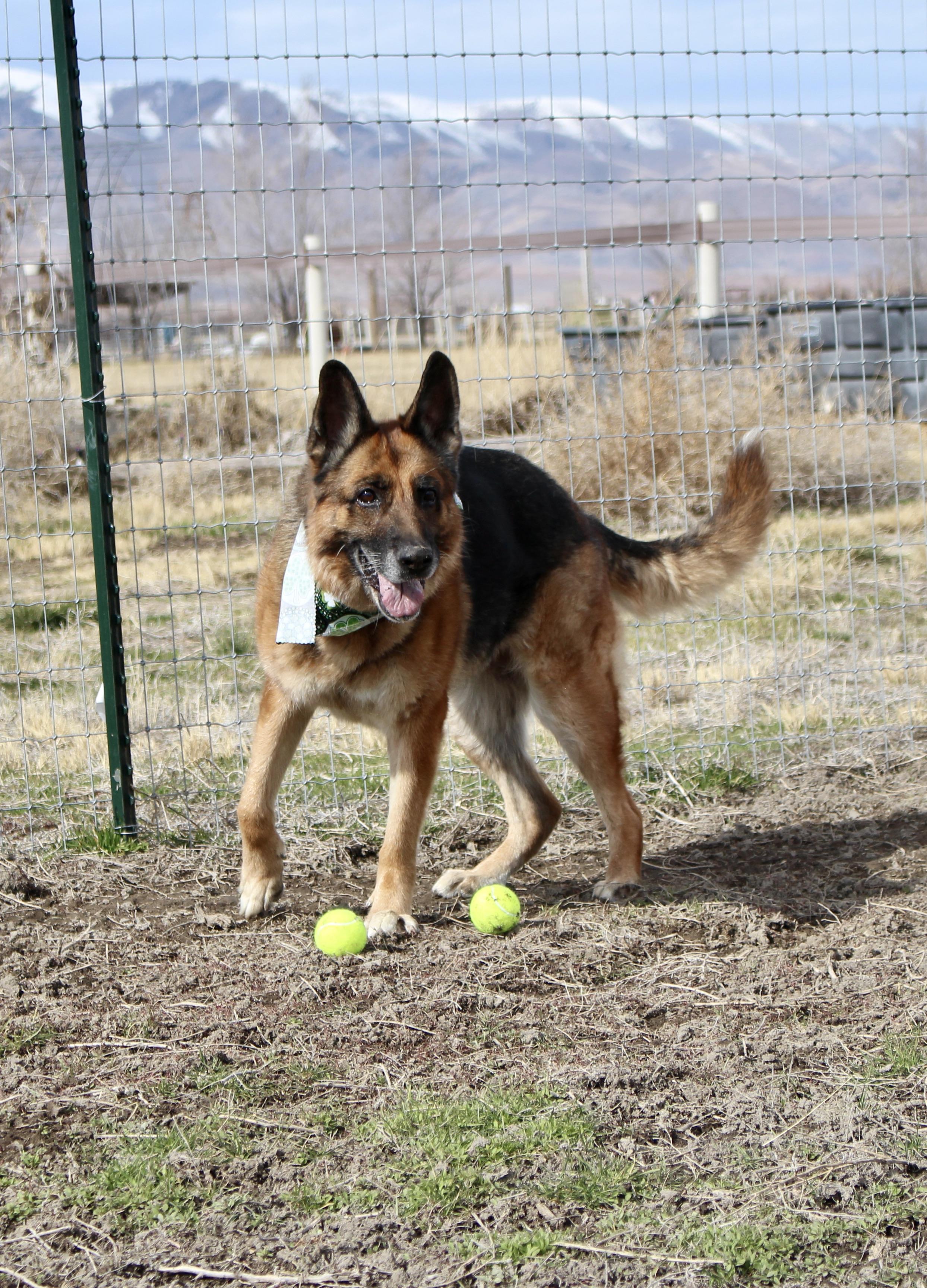 Enlarge Darla, a Adoptable German Shepherd Dog in Grantsville, UT image 6/6
