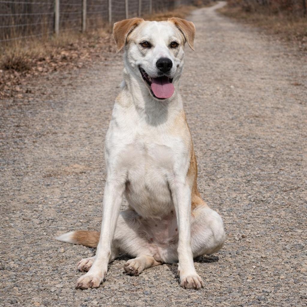 Mabel, Adoptable, Young Female Retriever.