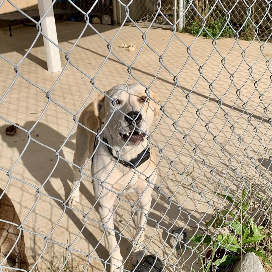 Mabel, Adoptable, Young Female Retriever.