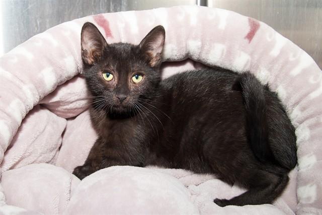 Enlarge SOPAIPILLA MIA, a Adoptable Domestic Short Hair in Santa Monica, CA image 1/1