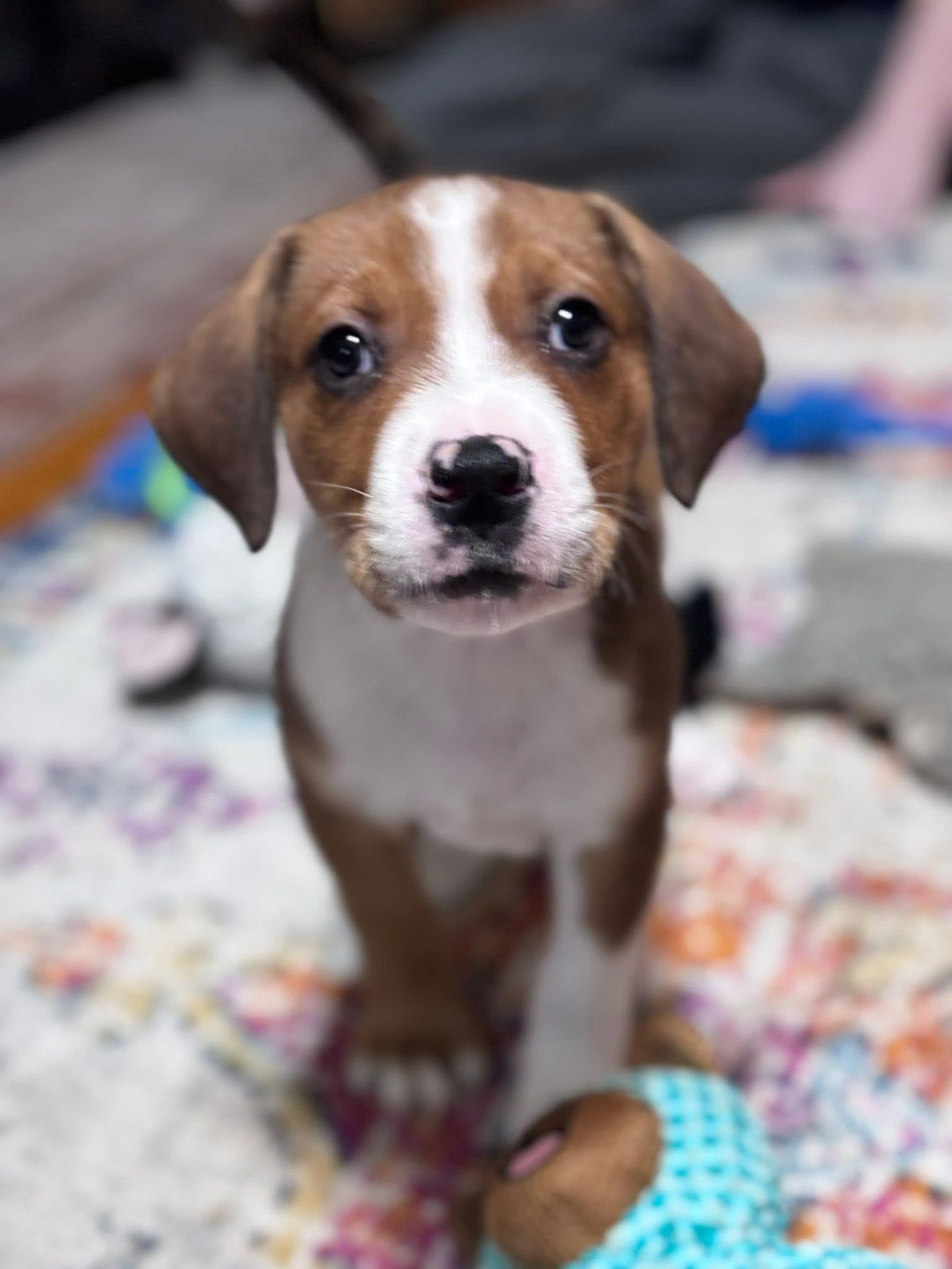 Enlarge Fozzie, a Adoptable mixed breed in Berlin, NJ image 1/2