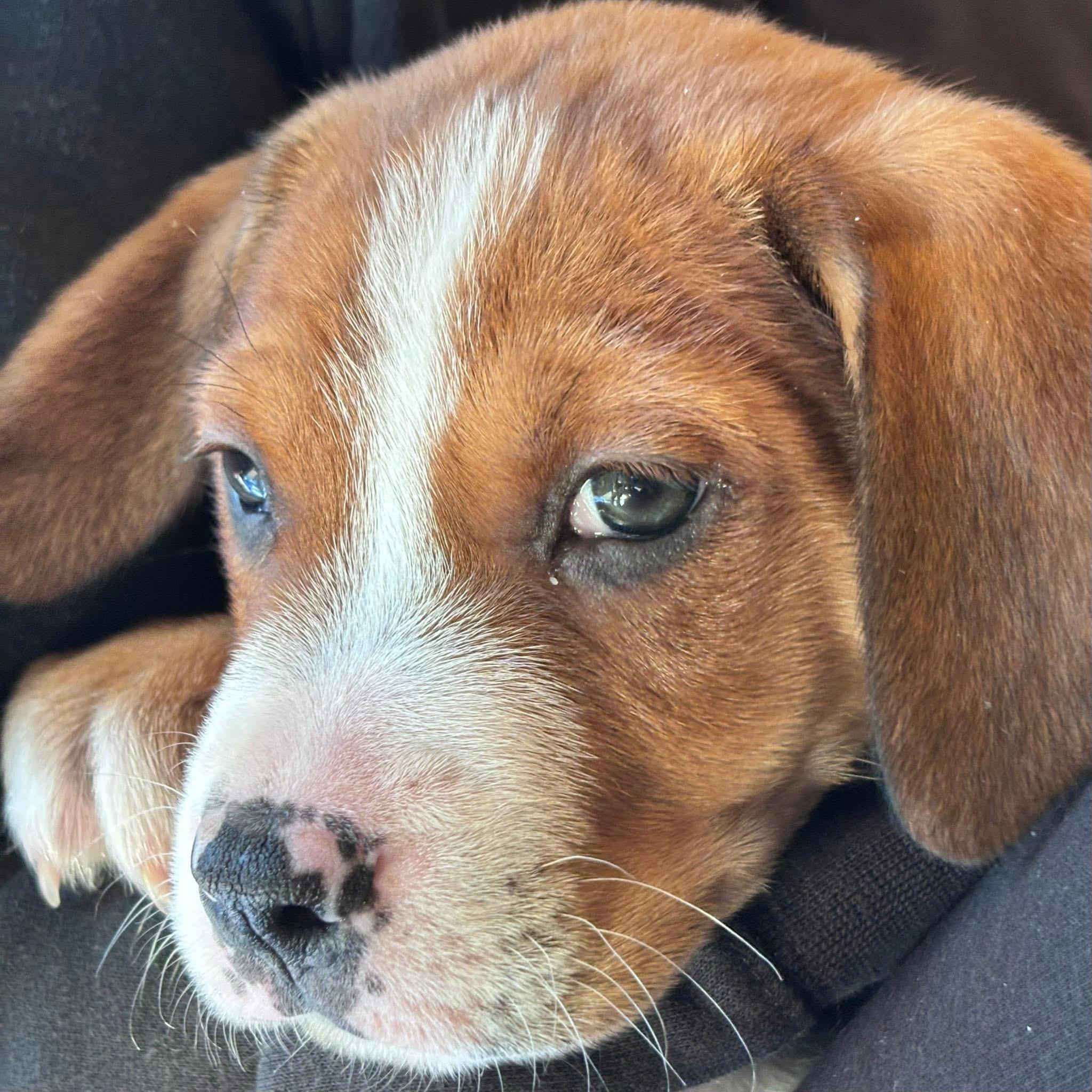 Enlarge Fozzie, a Adoptable mixed breed in Berlin, NJ image 2/2