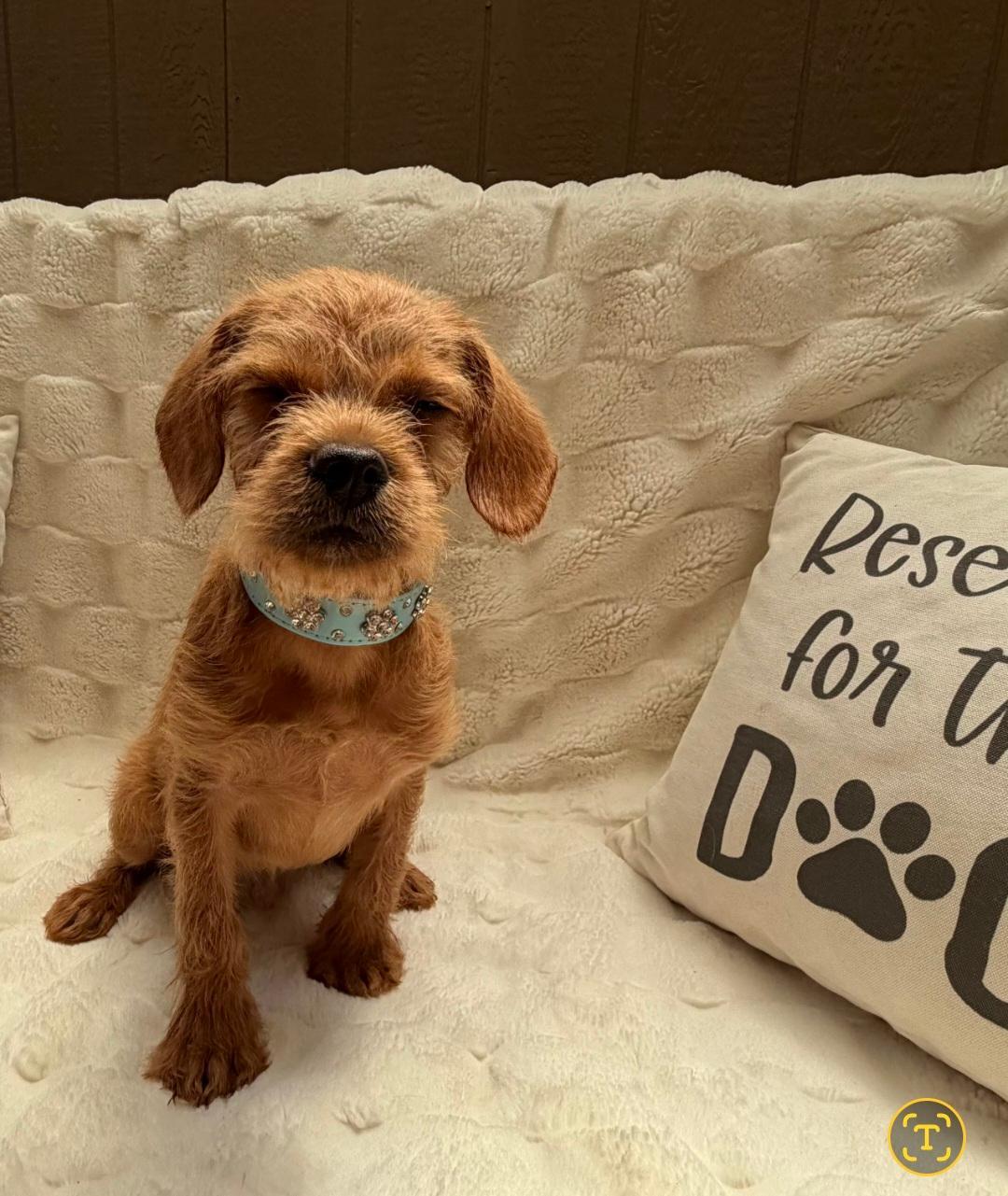 Enlarge Toffee, an adopted mixed breed in Huntington, NY image 4/4