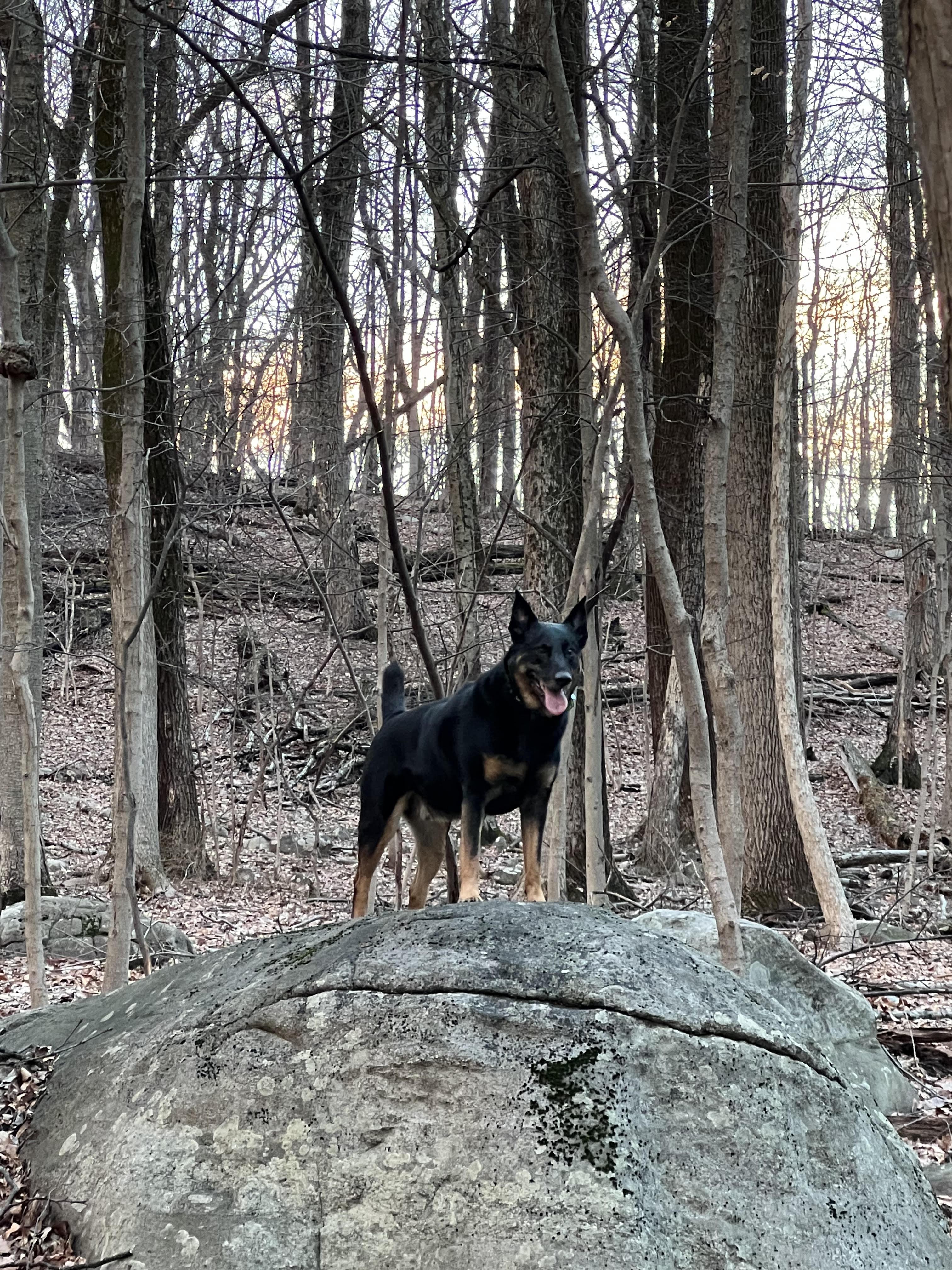 Enlarge Dino AKA TJ, a Adoptable Catahoula Leopard Dog in North Haledon, NJ image 4/6