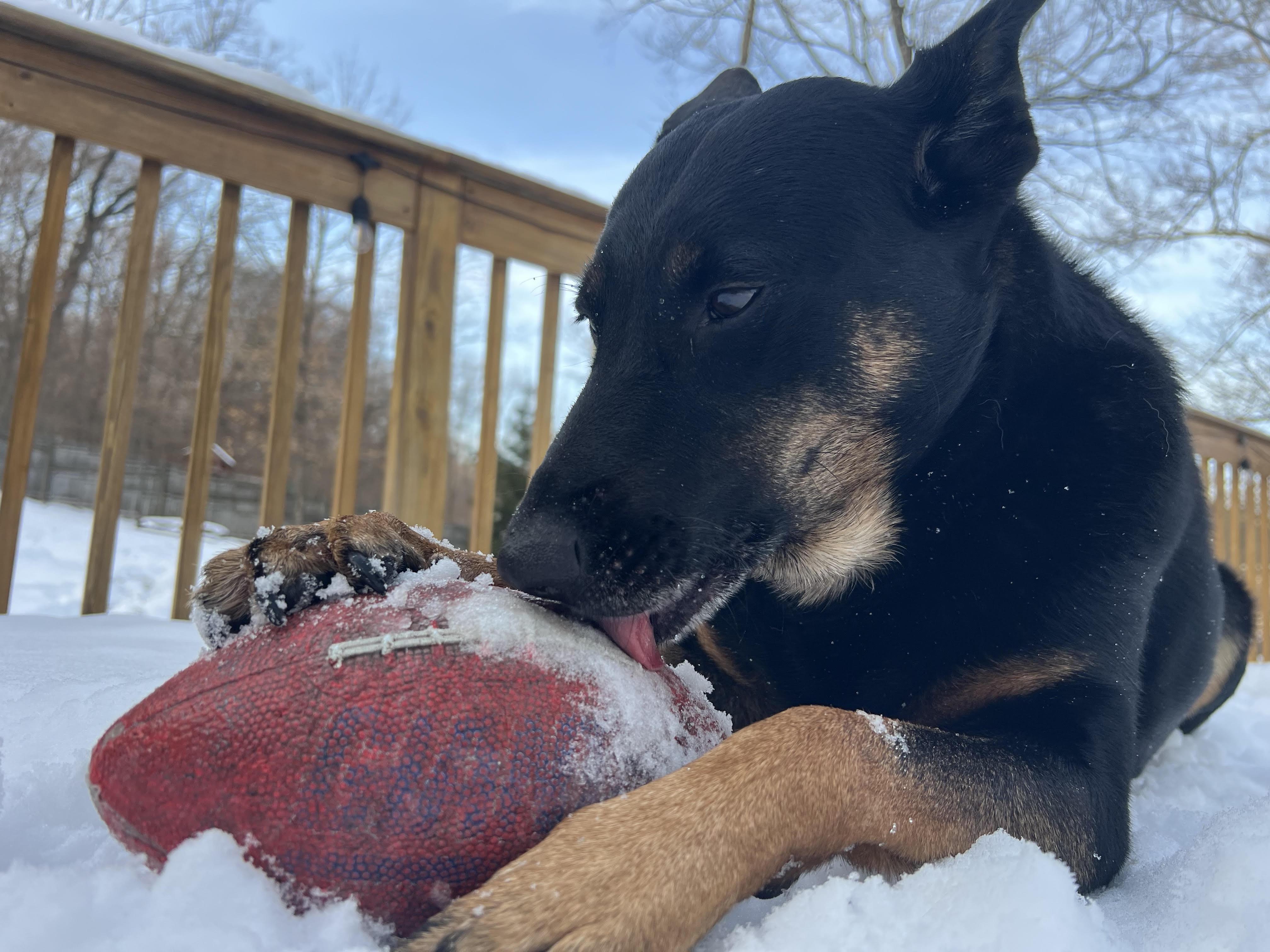 Enlarge Dino AKA TJ, a Adoptable Catahoula Leopard Dog in North Haledon, NJ image 5/6