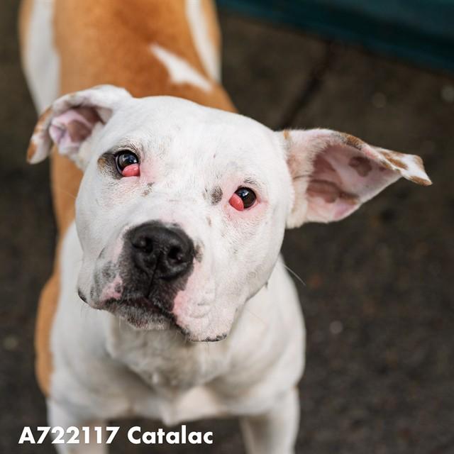 Enlarge CATALAC, a Adoptable mixed breed in Sacramento, CA image 1/1