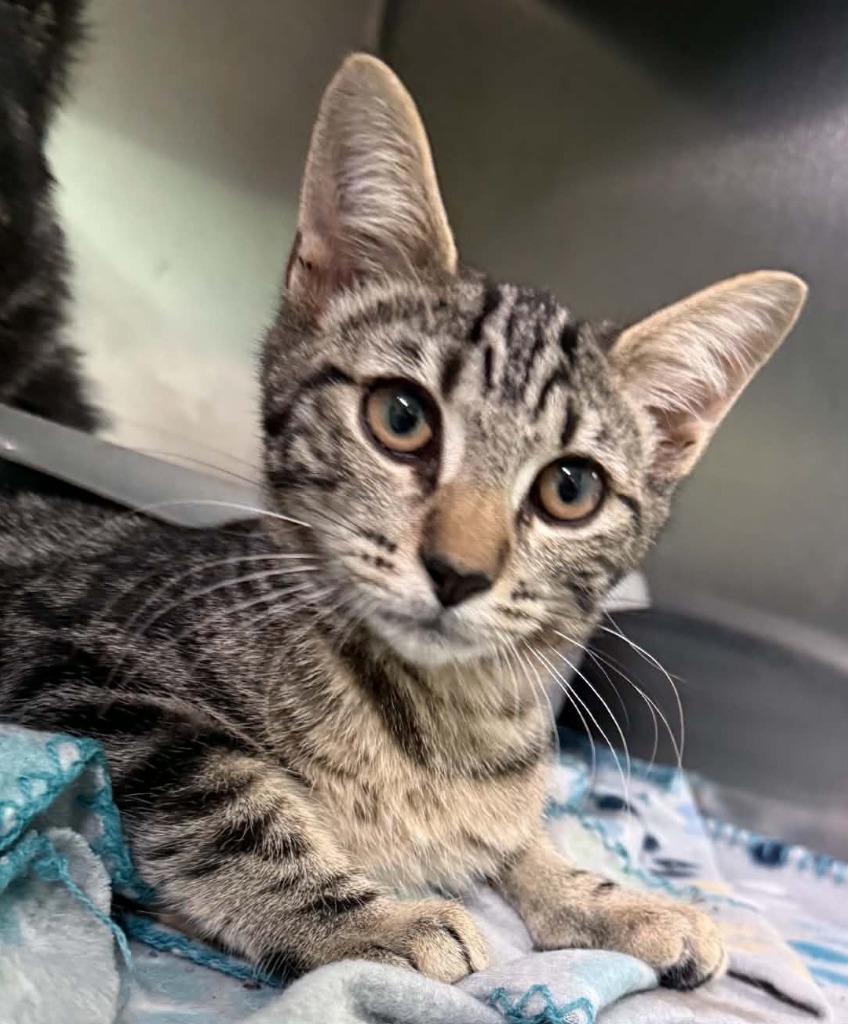 Enlarge River, a Adoptable mixed breed in Waverly, TN image 1/1