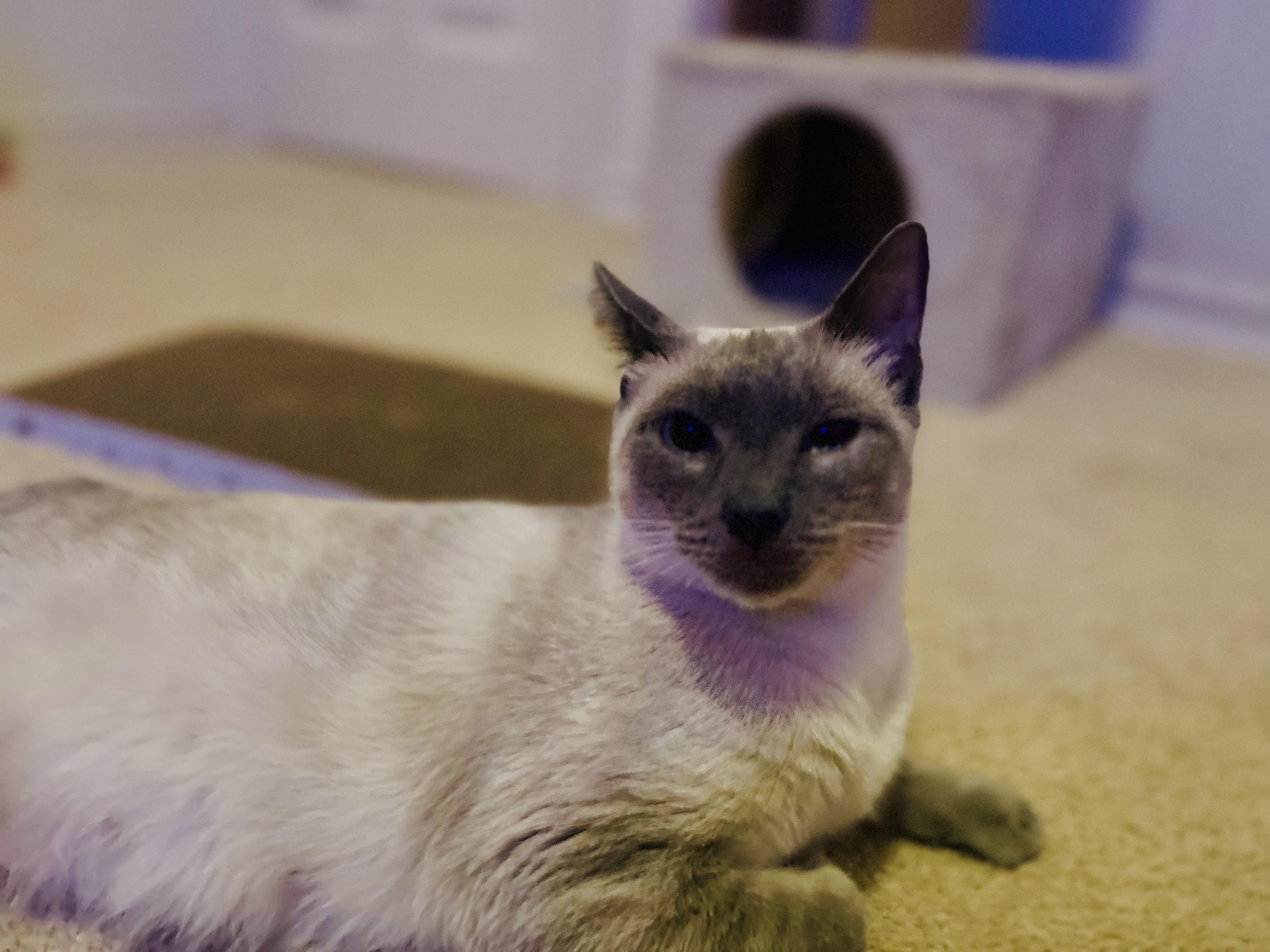 Enlarge Heidi, an adopted Siamese in Portland, OR image 1/6