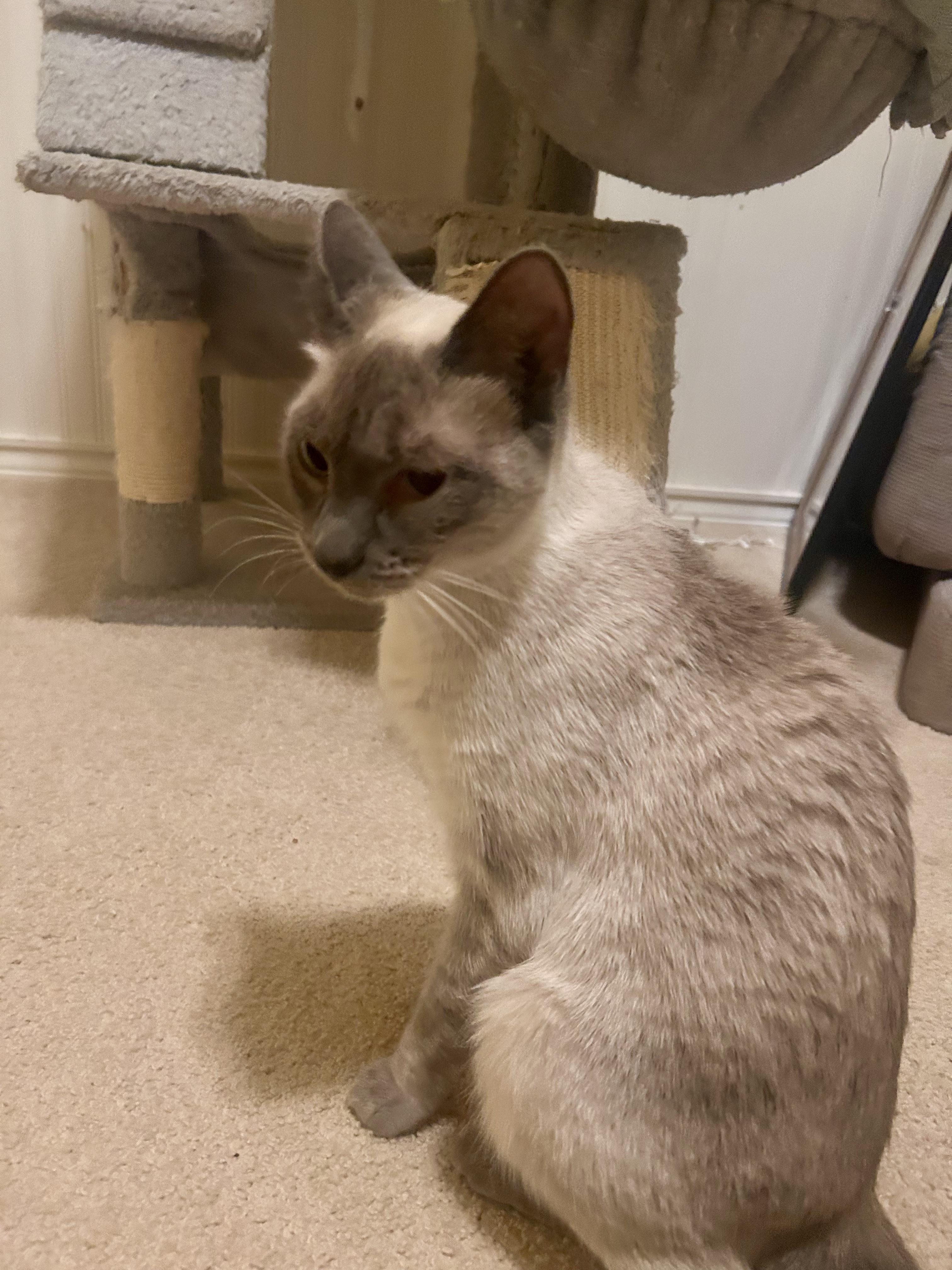 Enlarge Heidi, an adopted Siamese in Portland, OR image 5/6