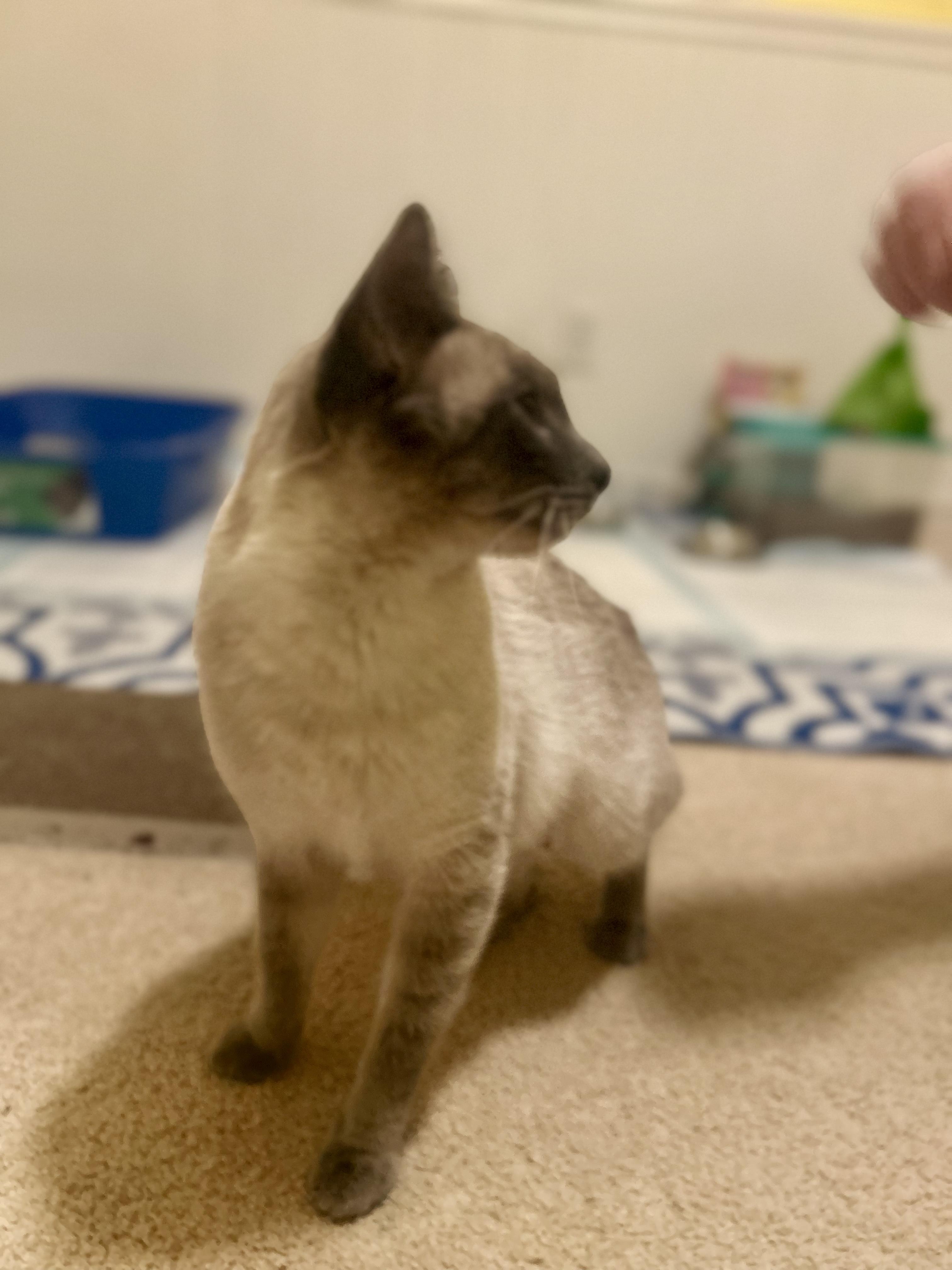 Enlarge Heidi, an adopted Siamese in Portland, OR image 4/6