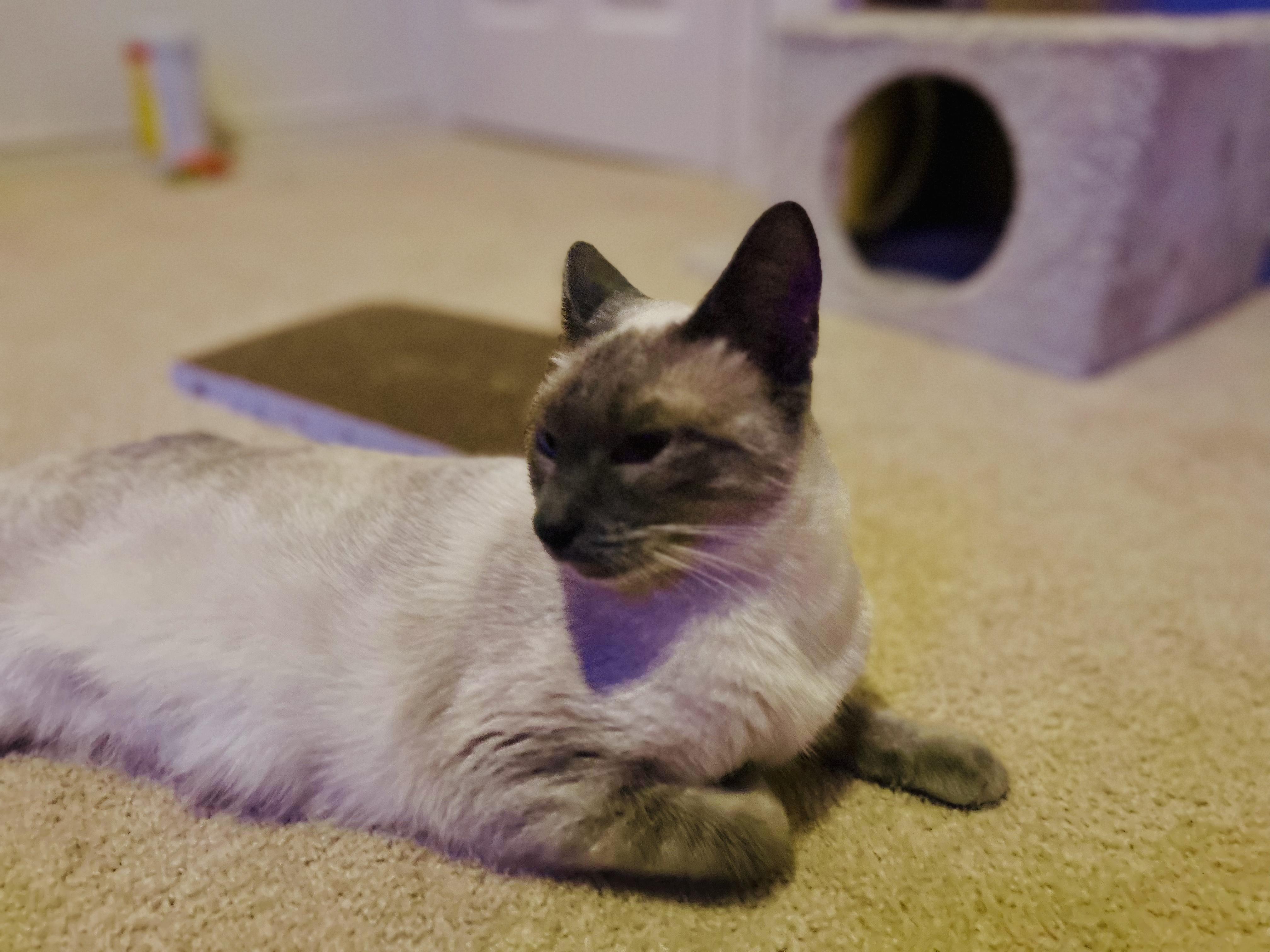 Enlarge Heidi, an adopted Siamese in Portland, OR image 3/6