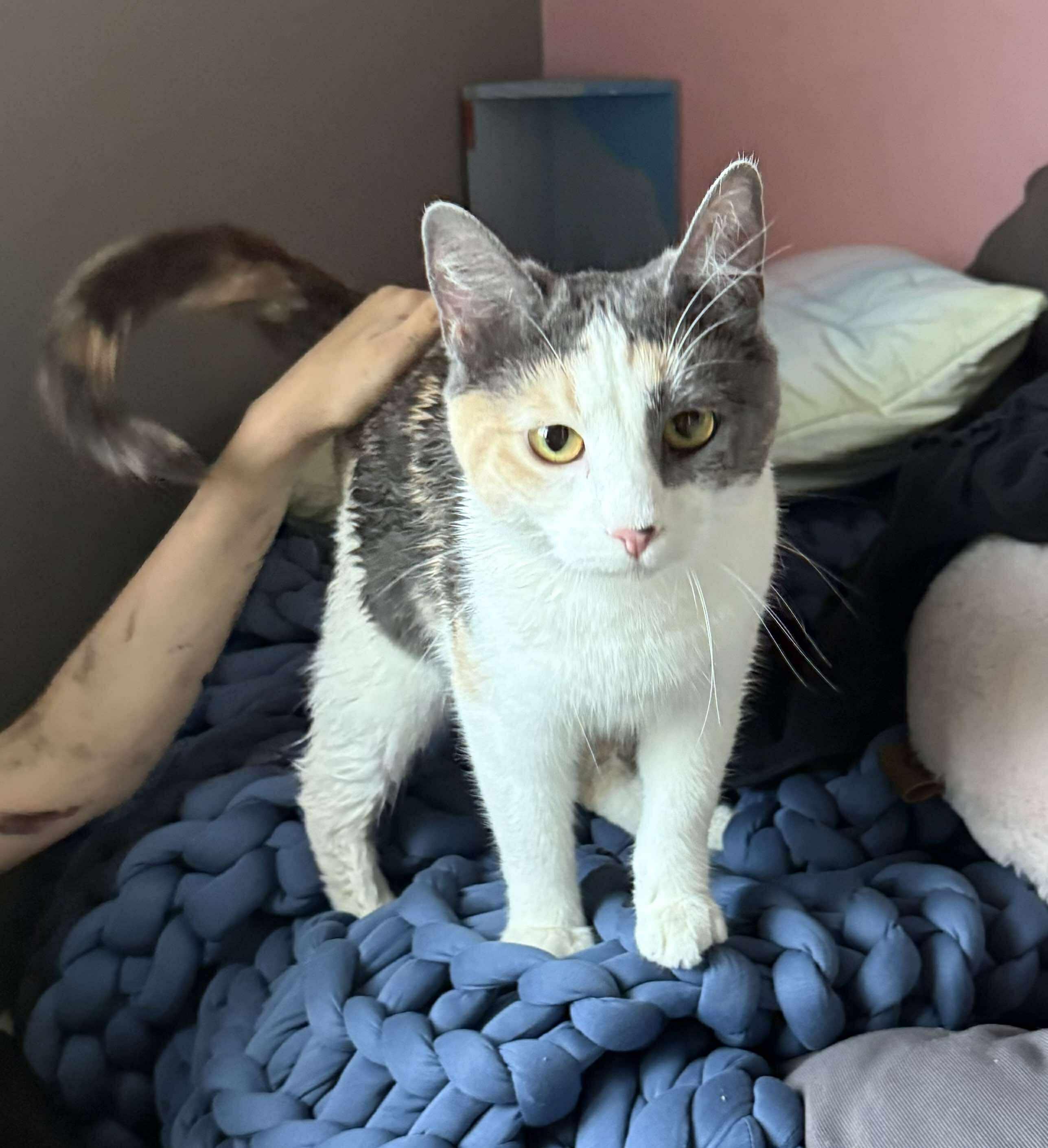 Enlarge Mona Lisa, a Adoptable mixed breed in Sioux Falls, SD image 2/4