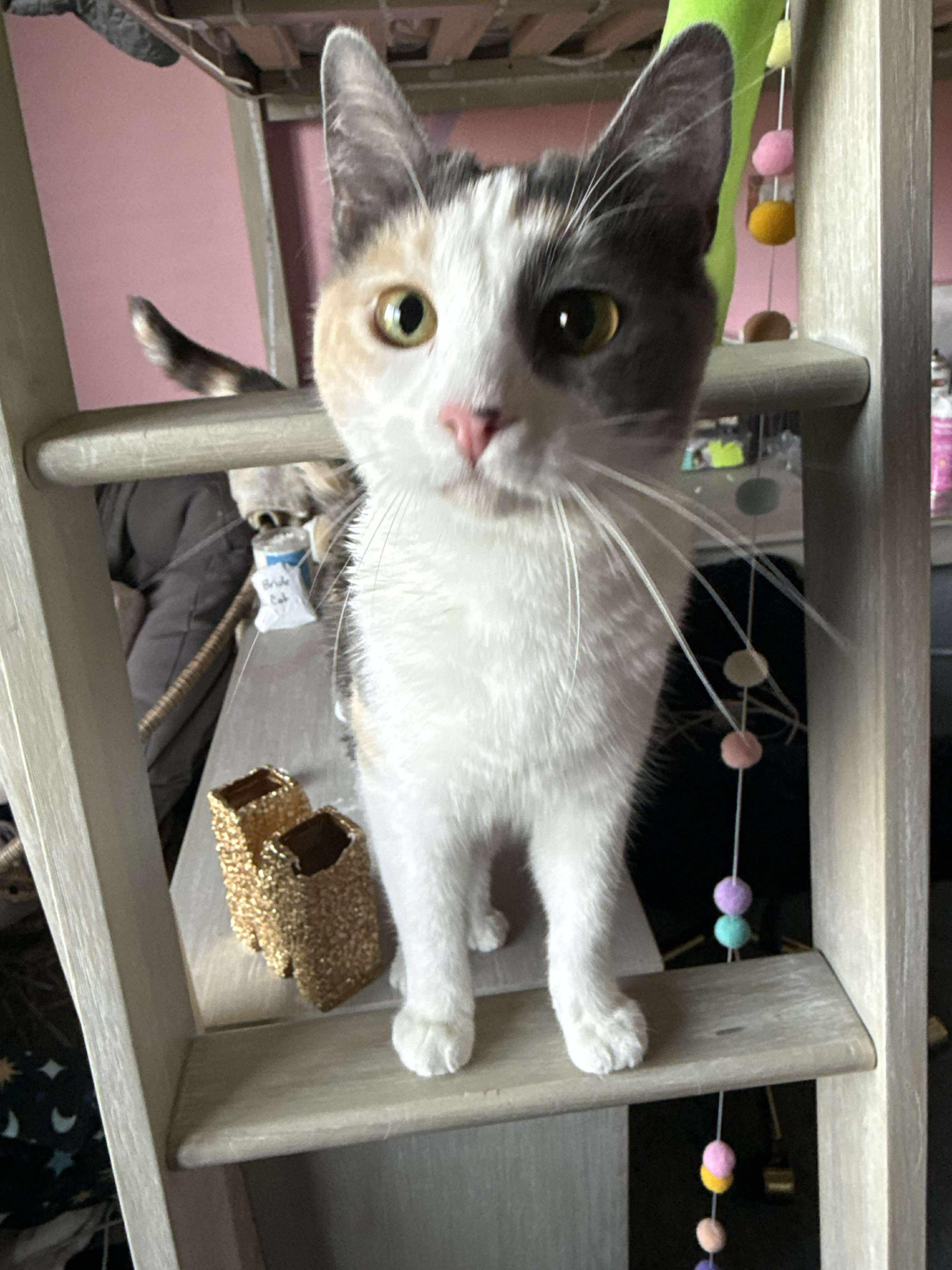 Enlarge Mona Lisa, a Adoptable mixed breed in Sioux Falls, SD image 3/4