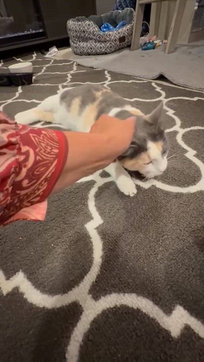 Enlarge Mona Lisa, a Adoptable mixed breed in Sioux Falls, SD video 4/4