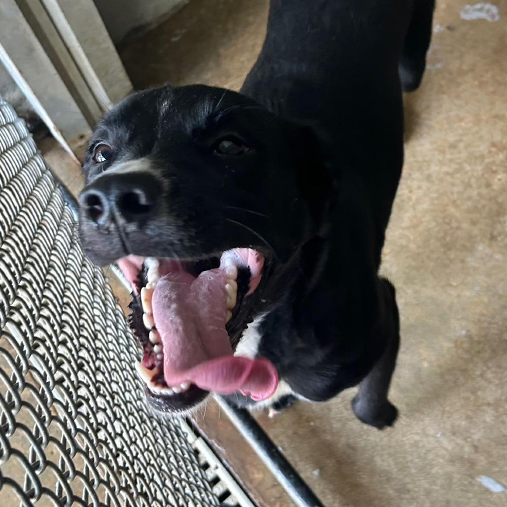 Enlarge River, a Adoptable mixed breed in Franklin, NC image 1/6