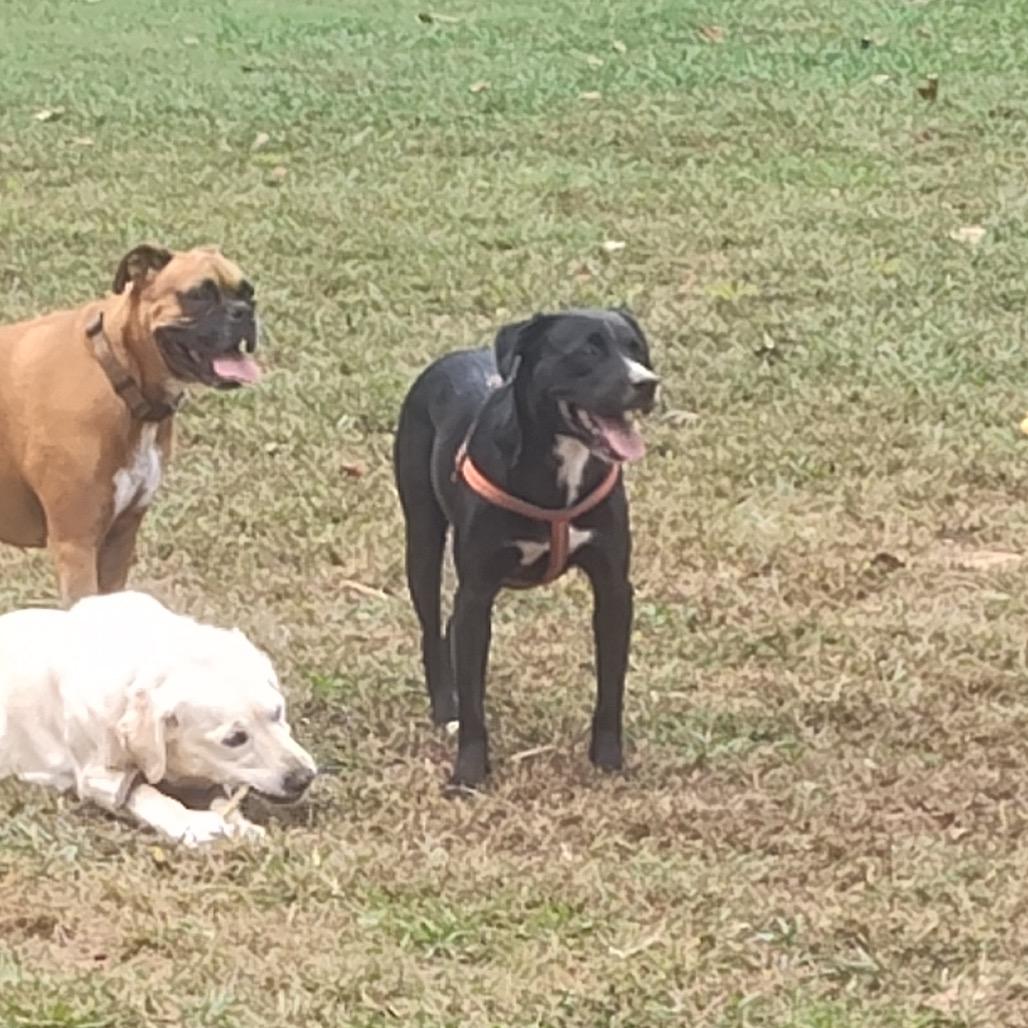 Enlarge River, a Adoptable mixed breed in Franklin, NC image 2/6