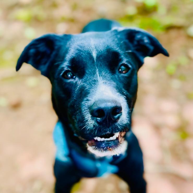 Enlarge River, a Adoptable mixed breed in Franklin, NC image 3/6