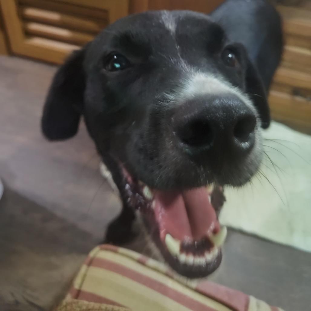 Enlarge River, a Adoptable mixed breed in Franklin, NC image 4/6