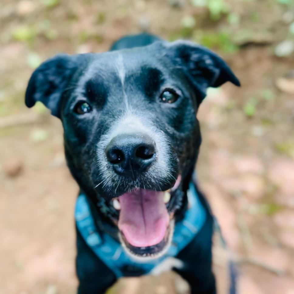 Enlarge River, a Adoptable mixed breed in Franklin, NC image 5/6