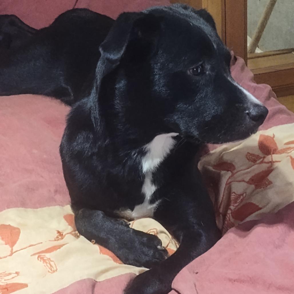 Enlarge River, a Adoptable mixed breed in Franklin, NC image 6/6