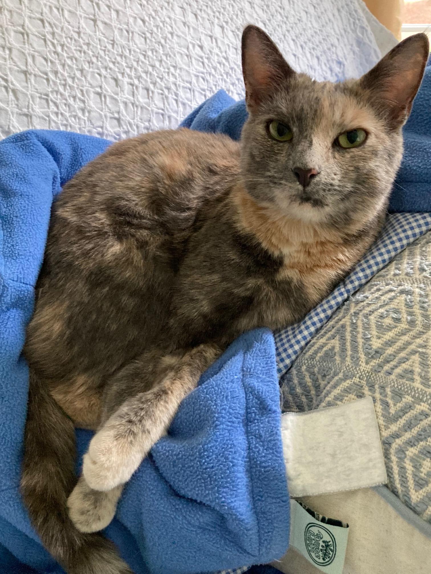 Clover, a Adoptable Domestic Short Hair in Washington Grove, MD image 2/3