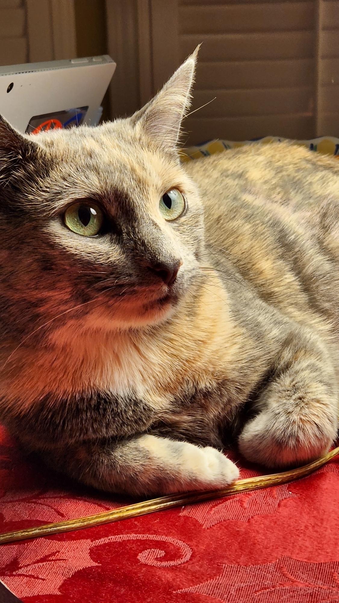 Clover, Adult Female Domestic Short Hair