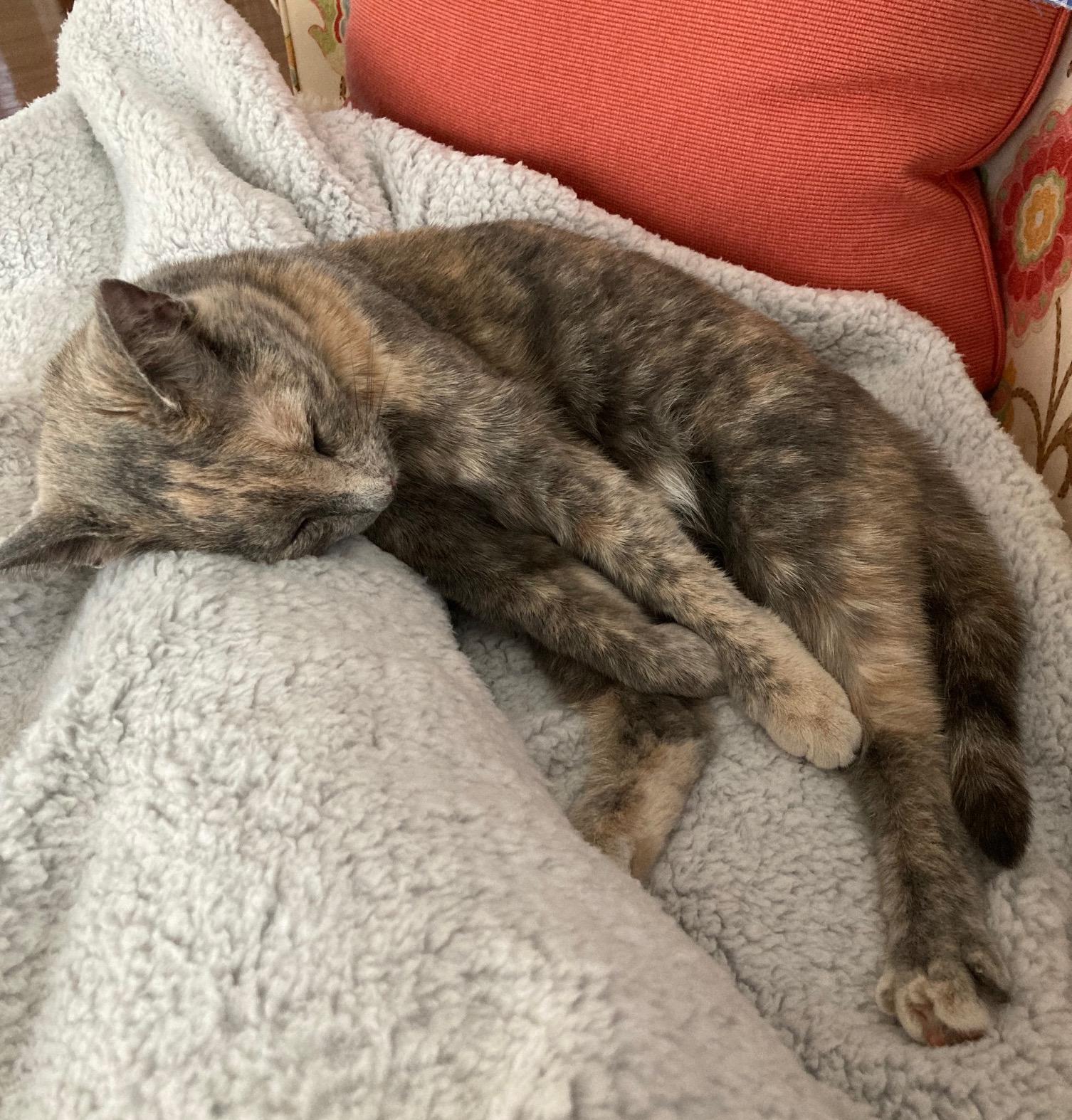 Clover, a Adoptable Domestic Short Hair in Washington Grove, MD image 3/3