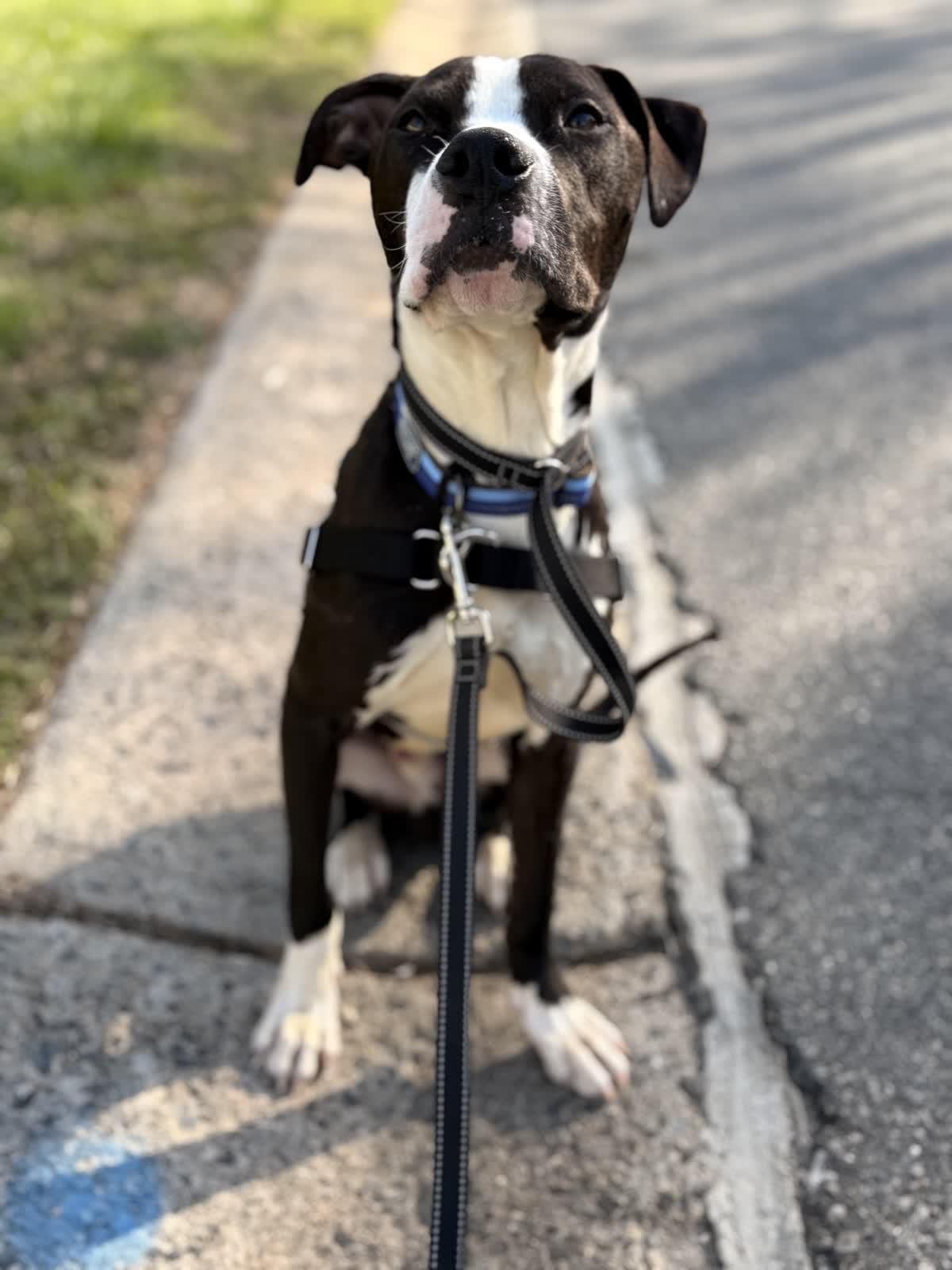 Puff, a ADOPTABLE mixed breed in MOORESVILLE, NC image 3/4