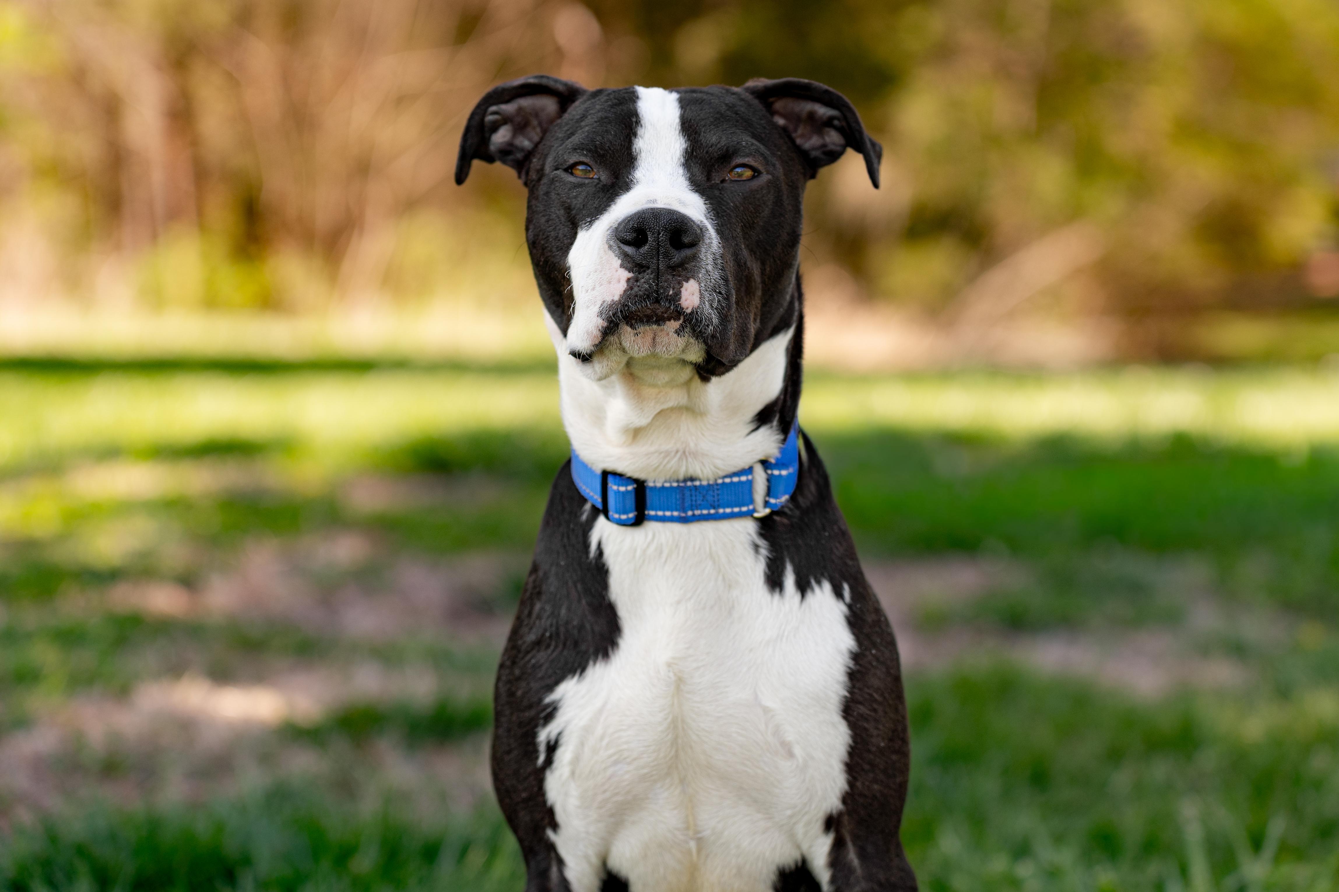 Puff, a ADOPTABLE mixed breed in MOORESVILLE, NC image 1/4