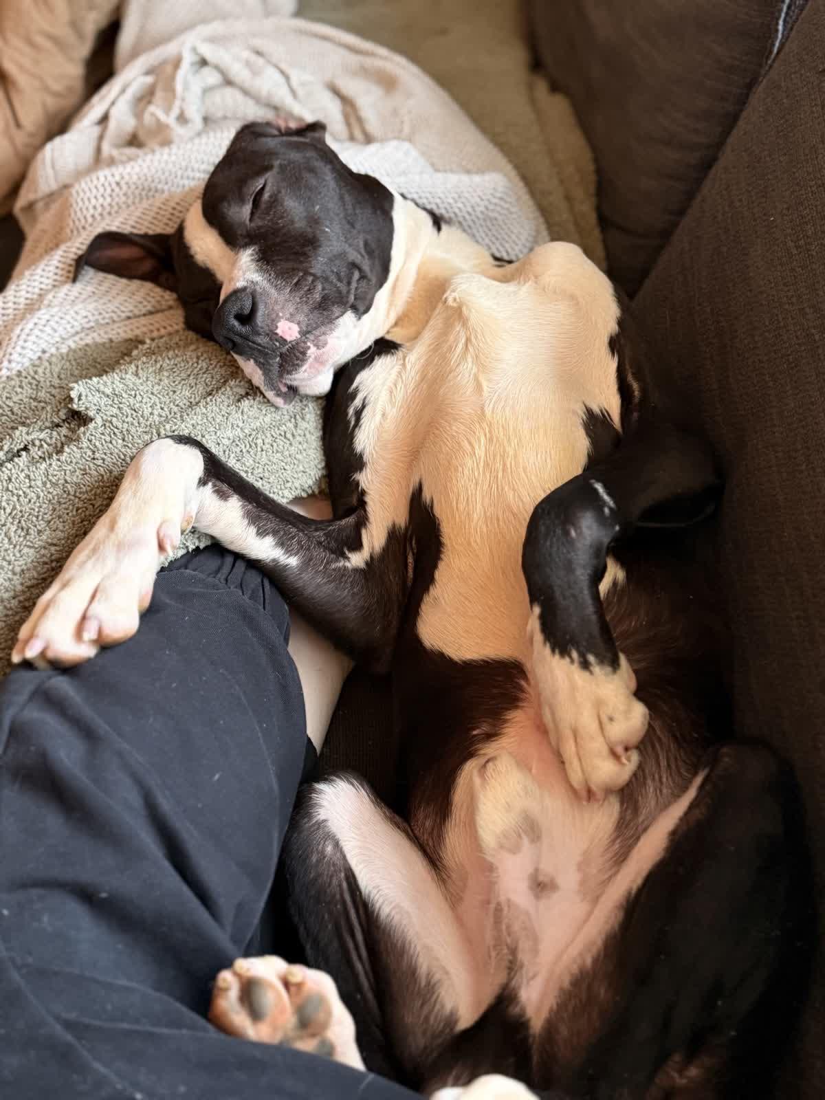 Puff, a ADOPTABLE mixed breed in MOORESVILLE, NC image 2/4