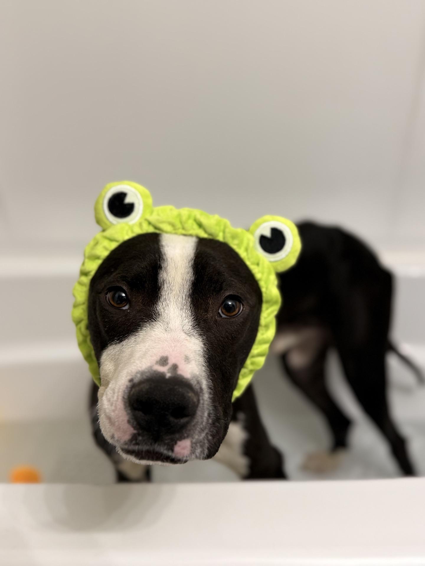 Puff, a ADOPTABLE mixed breed in MOORESVILLE, NC image 4/4