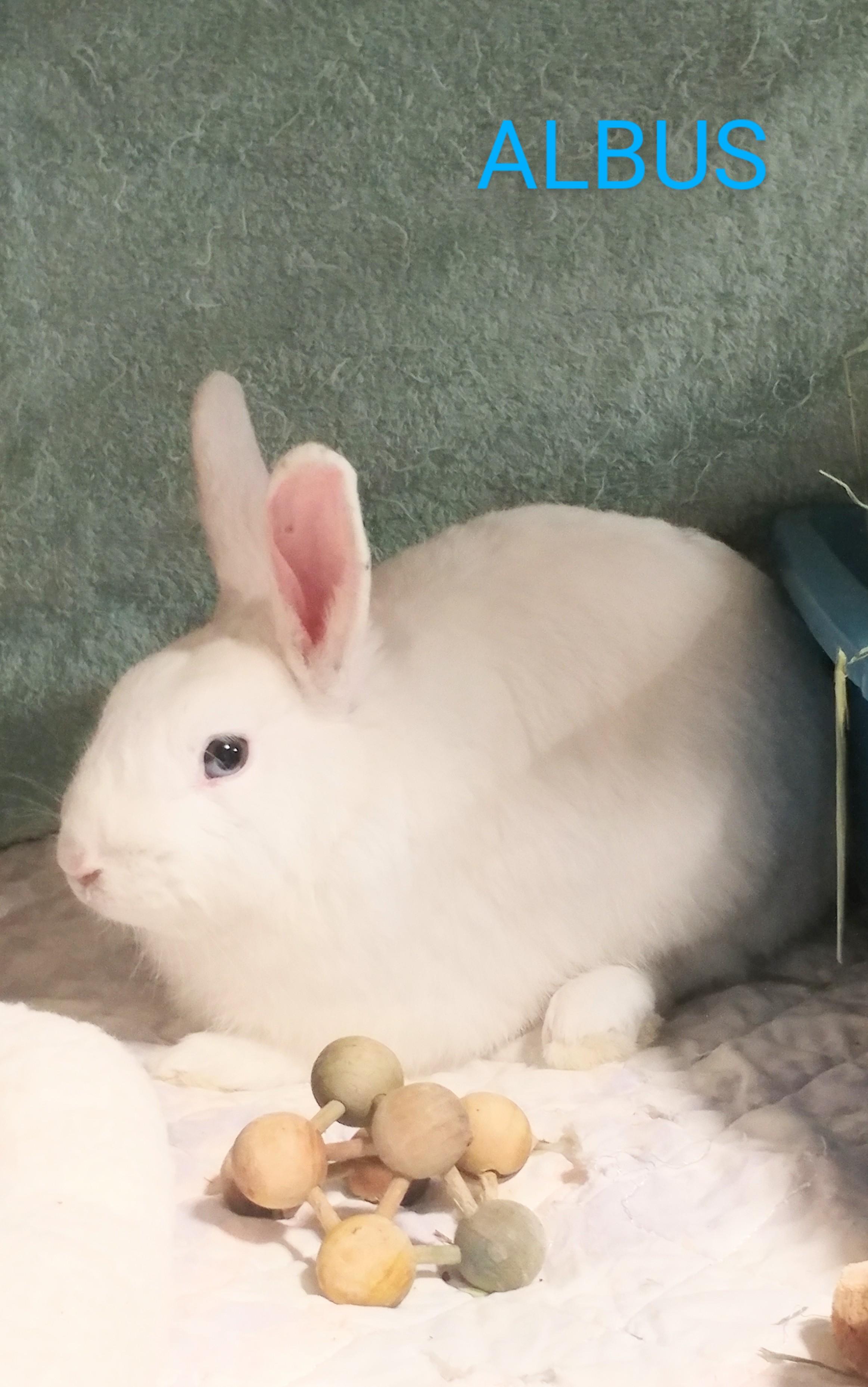 Albus, Adoptable, Young Male Bunny Rabbit.