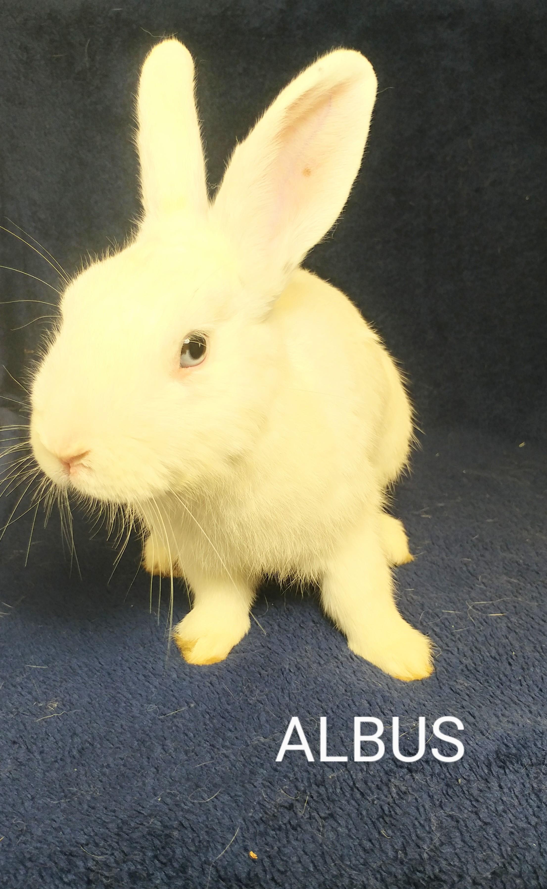 Enlarge Albus, a Adoptable Bunny Rabbit in Lake Elsinore, CA image 2/6