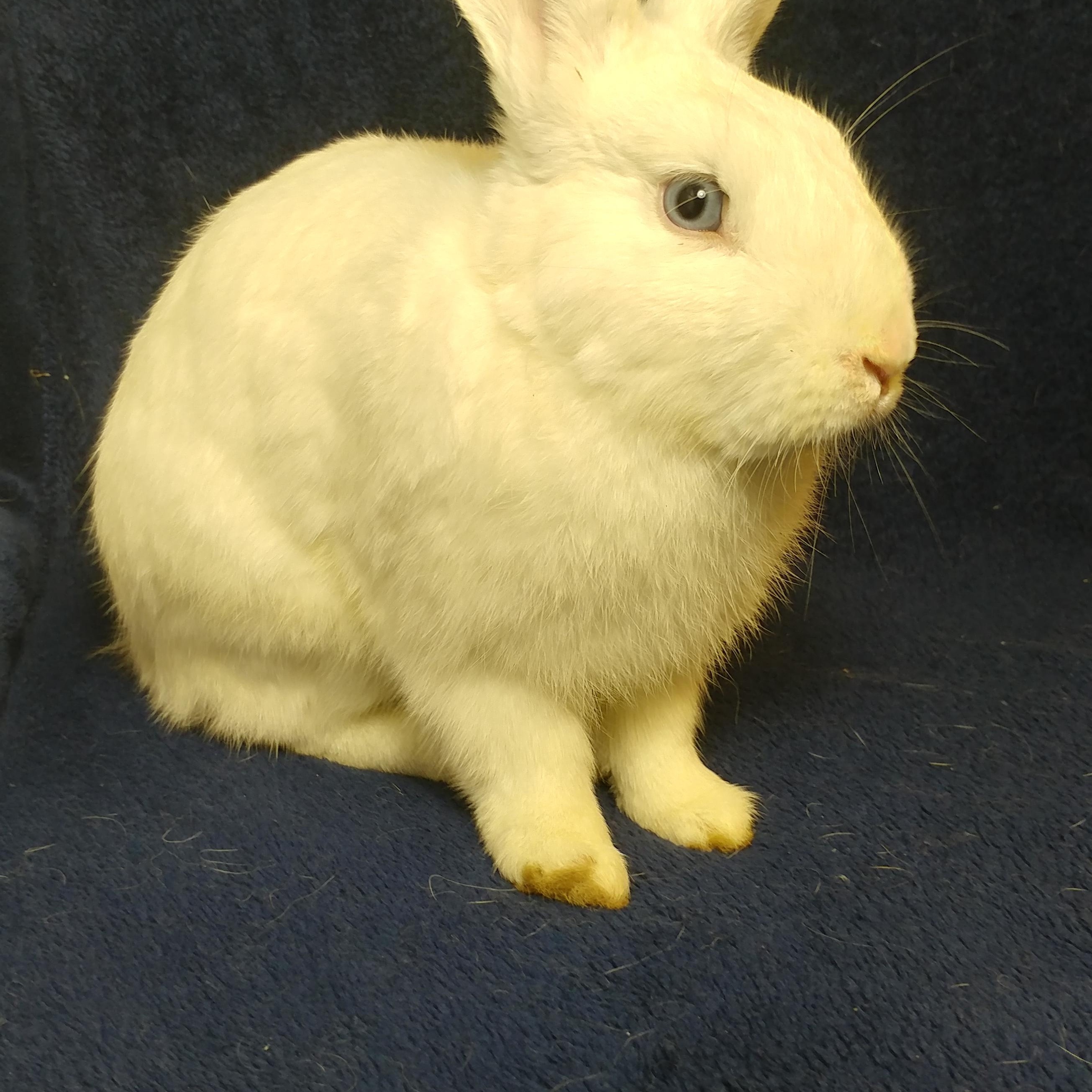 Enlarge Albus, a Adoptable Bunny Rabbit in Lake Elsinore, CA image 3/6
