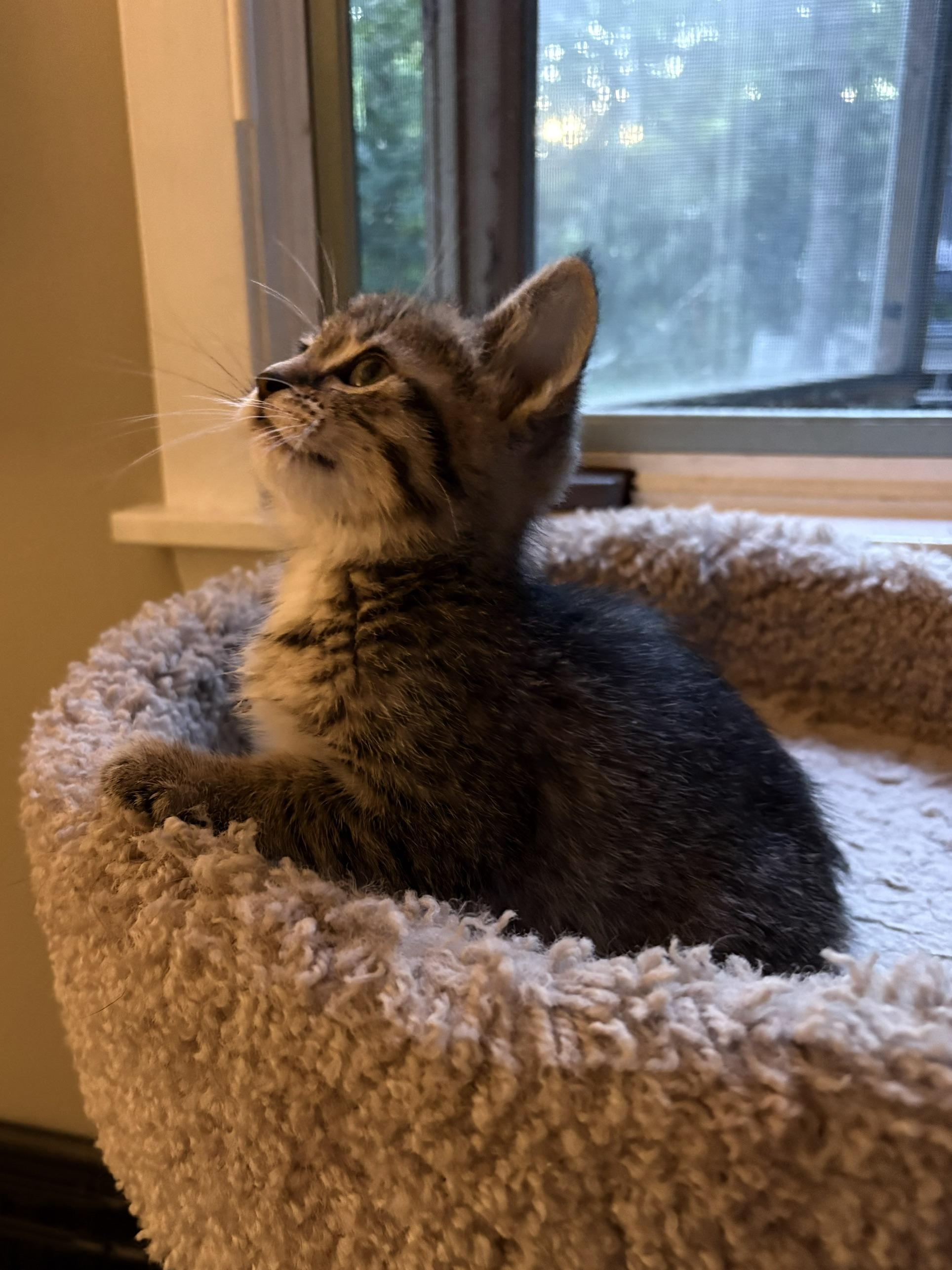 Enlarge Dakota, an adopted Domestic Short Hair in Minneapolis, MN image 6/6