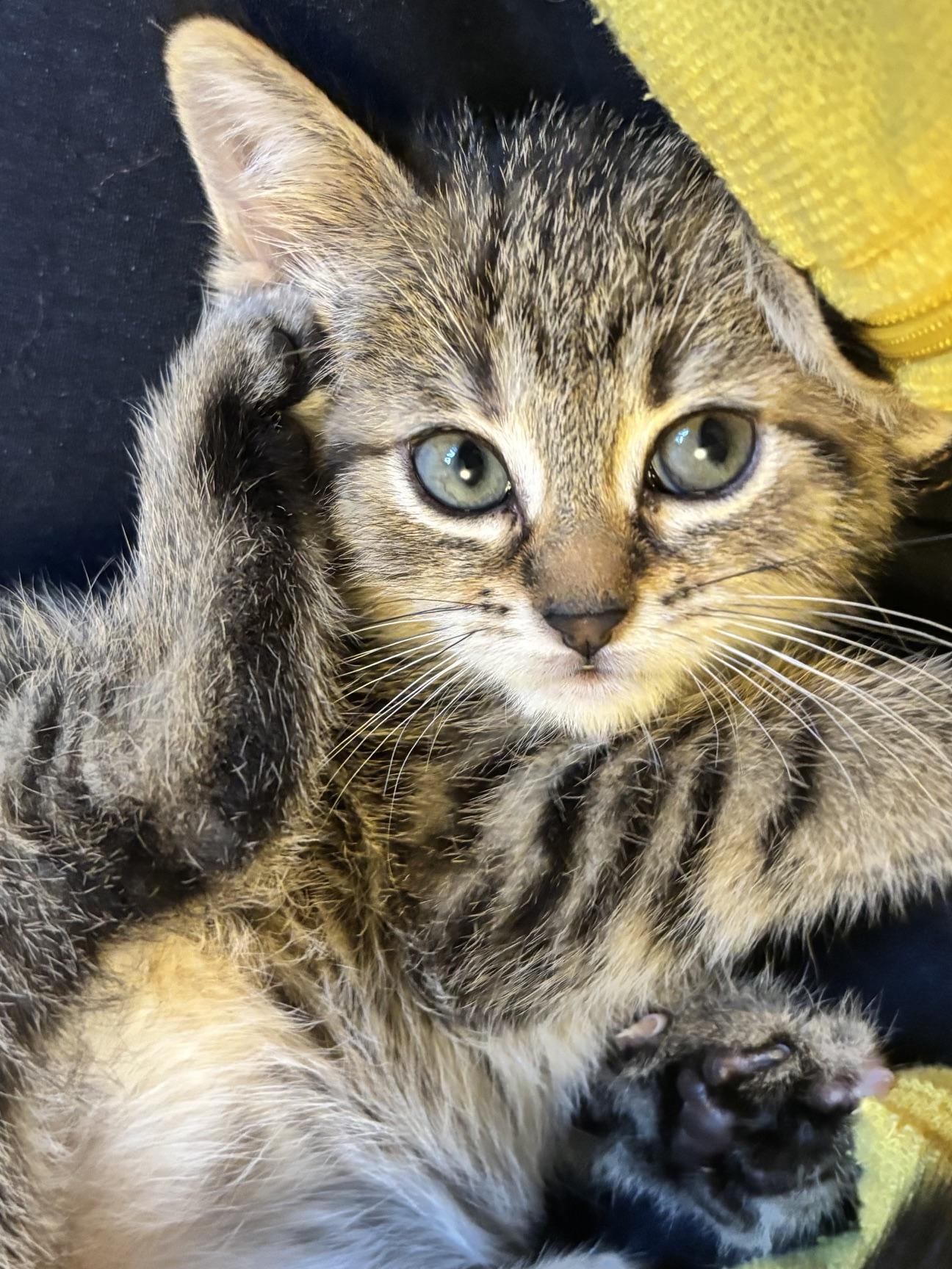 Dakota, adopted, Kitten Female Domestic Short Hair.