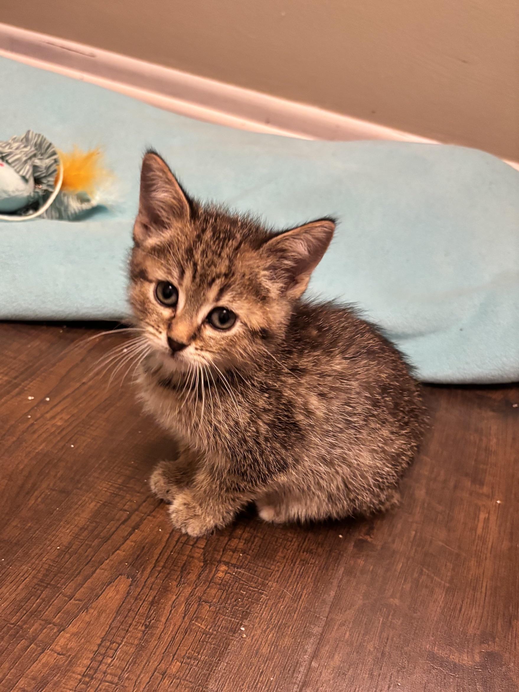 Enlarge Dakota, an adopted Domestic Short Hair in Minneapolis, MN image 2/6