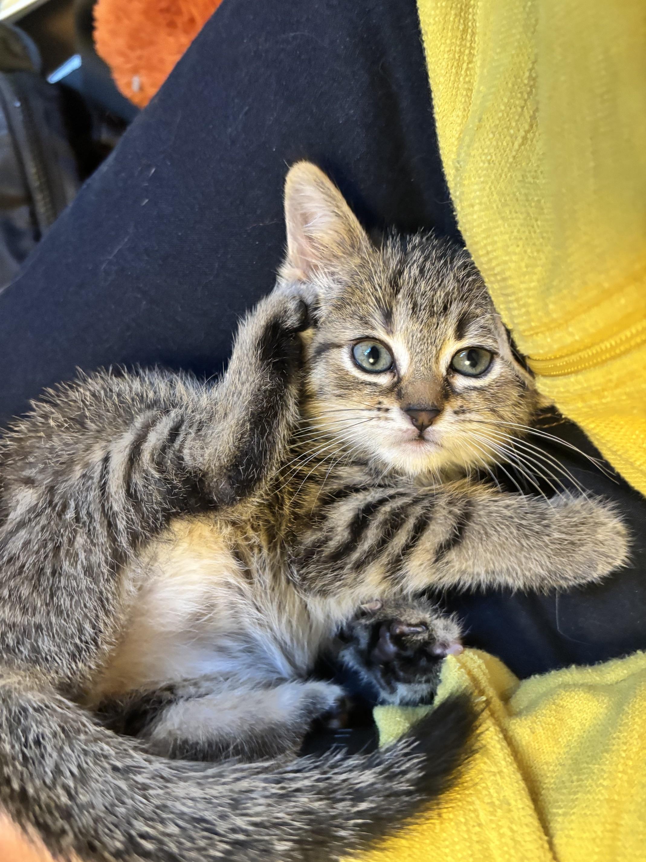 Enlarge Dakota, an adopted Domestic Short Hair in Minneapolis, MN image 3/6