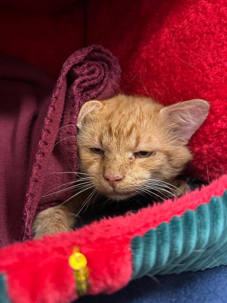 Billy Bob (wiltshire), Adoptable, Adult Male Domestic Short Hair.