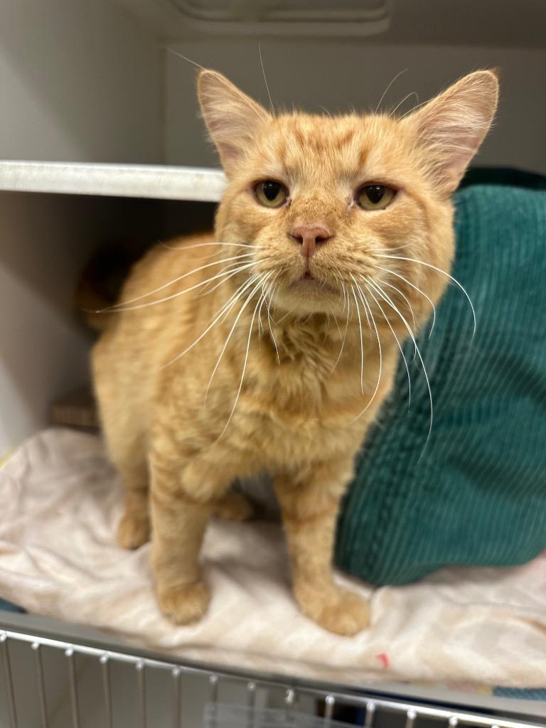 Enlarge Billy Bob (wiltshire), a Adoptable mixed breed in Johnson City, TN image 2/2