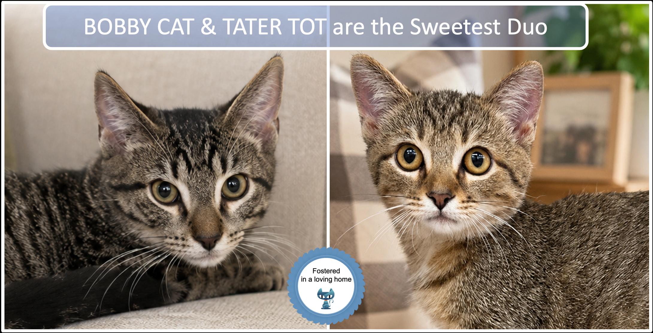 Enlarge Bobbie Cat & Tater Tot, a Adoptable Tabby in Cincinnati, OH image 1/3
