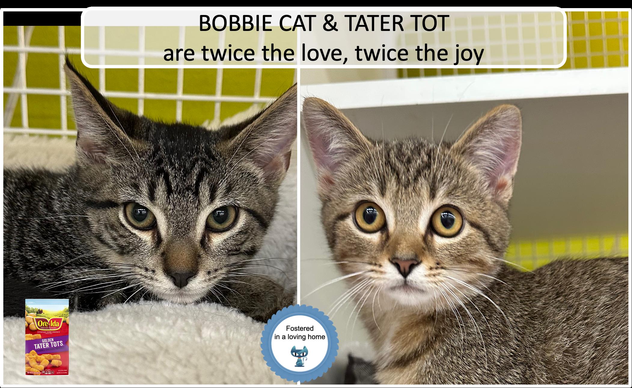Bobbie Cat & Tater Tot, Adoptable, Kitten Female Tabby.