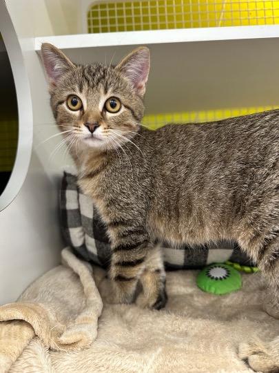 Enlarge Bobbie Cat & Tater Tot, a Adoptable Tabby in Cincinnati, OH image 1/3