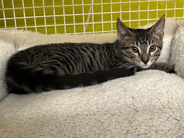 Enlarge Bobbie Cat & Tater Tot, a Adoptable Tabby in Cincinnati, OH image 2/3
