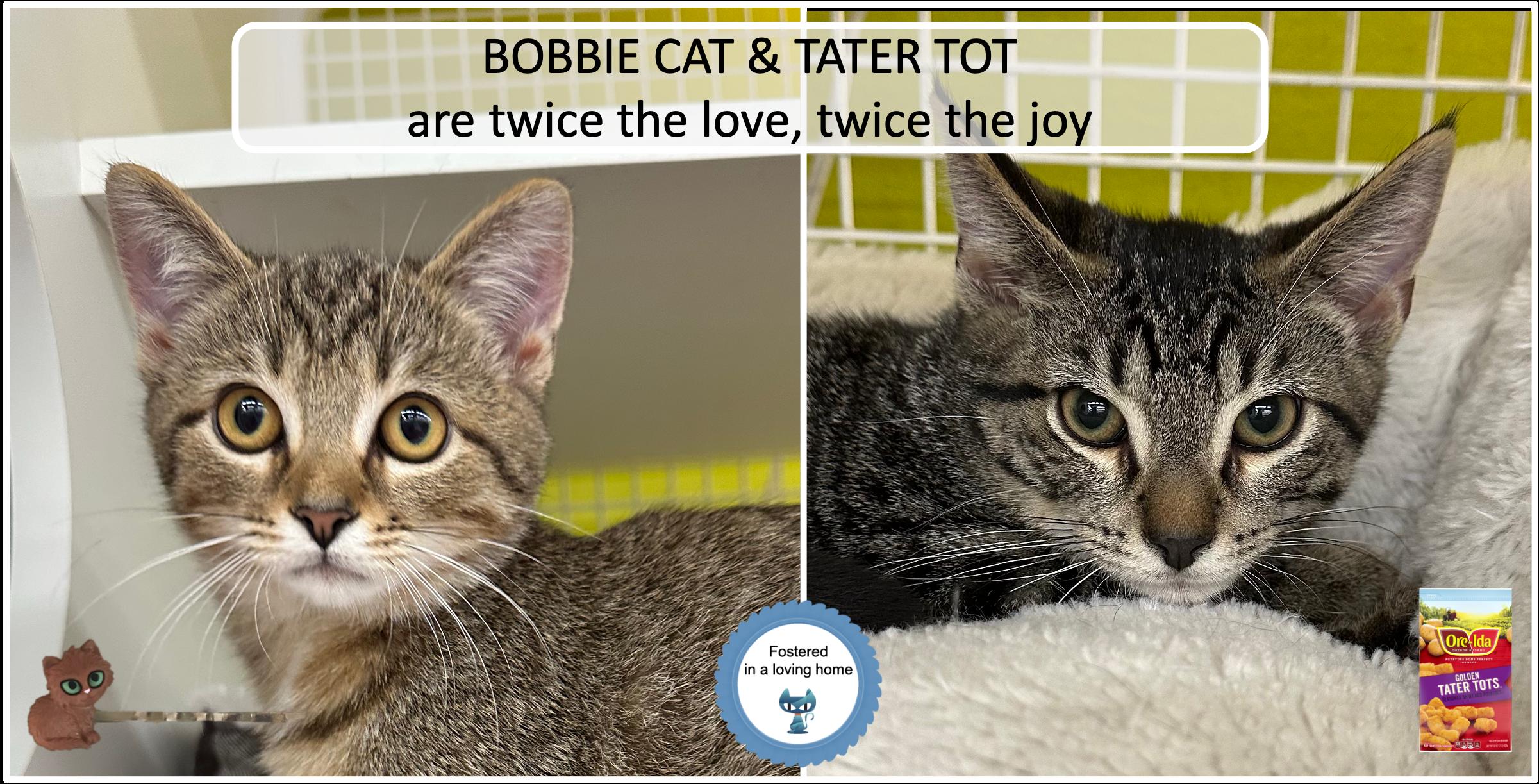 Bobbie Cat & Tater Tot