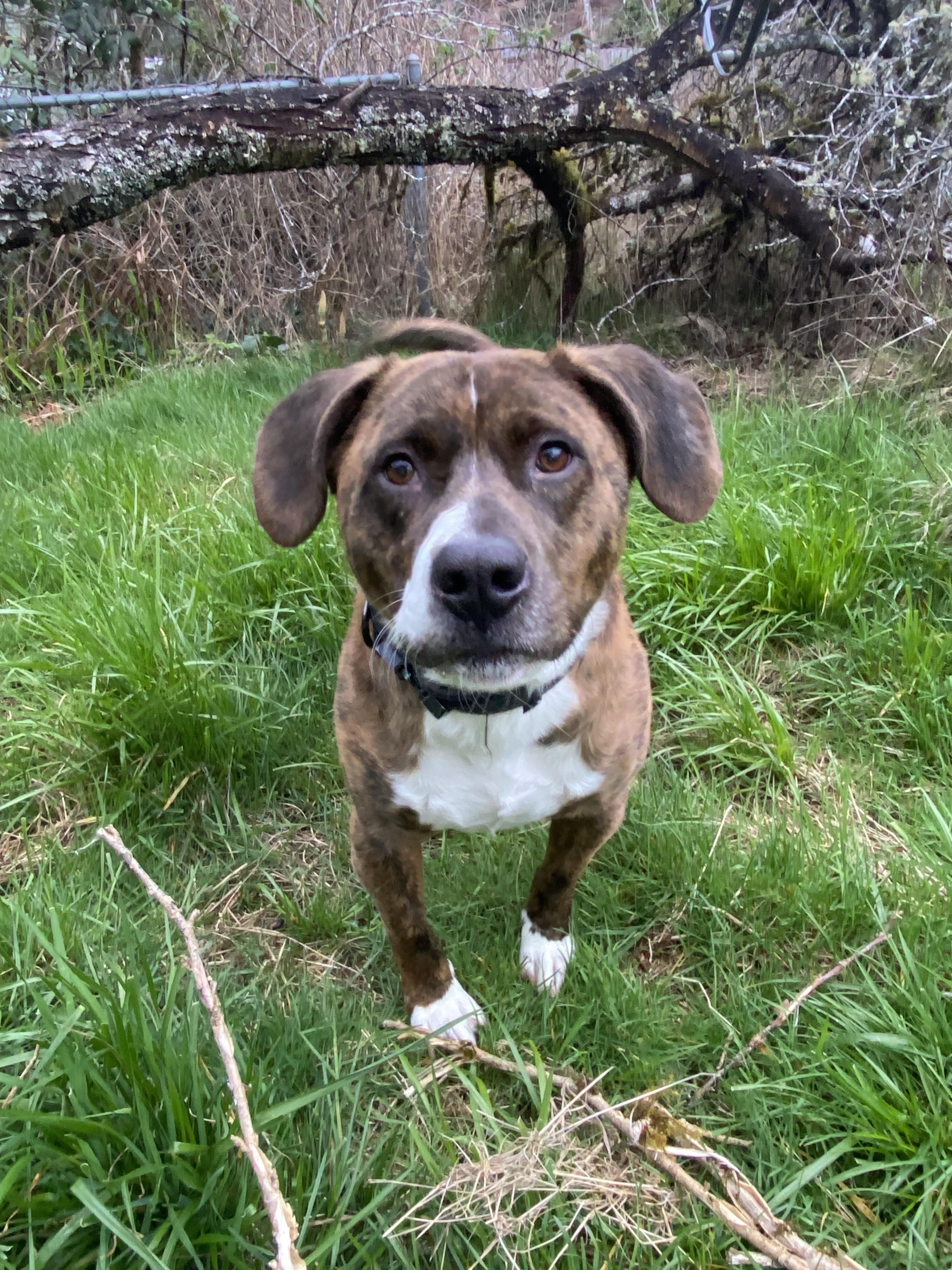 Fenrir, an adoptable Corgi, Pit Bull Terrier in Newport, OR, 97365 | Photo Image 1